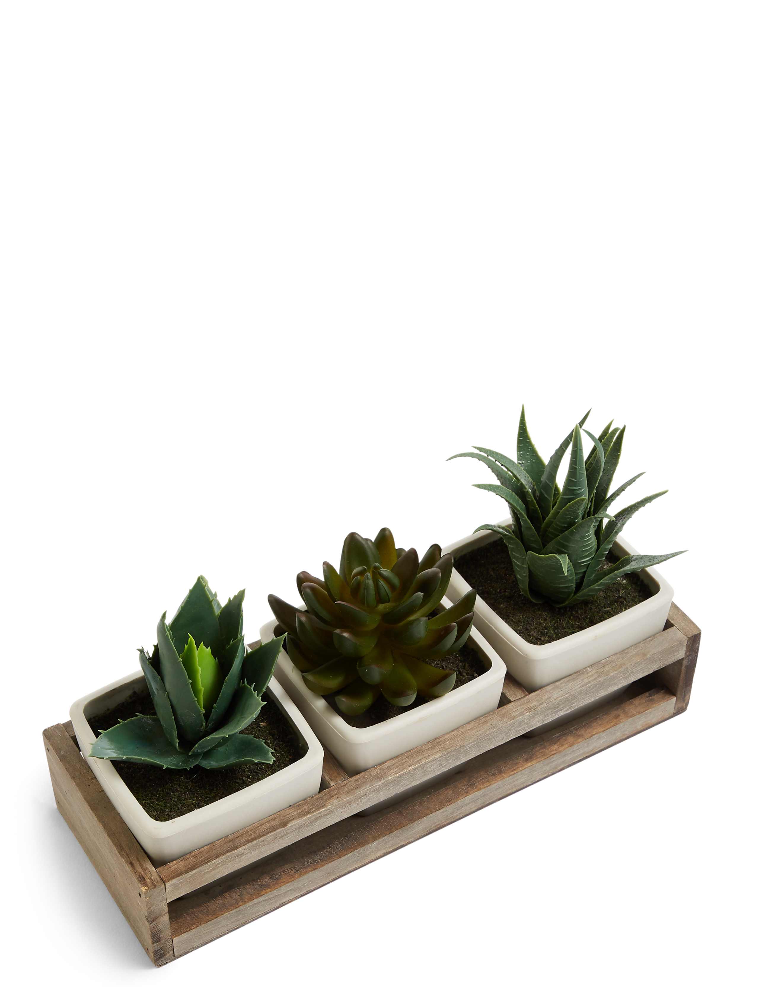Succulent Trio in Wooden Tray 3 of 4