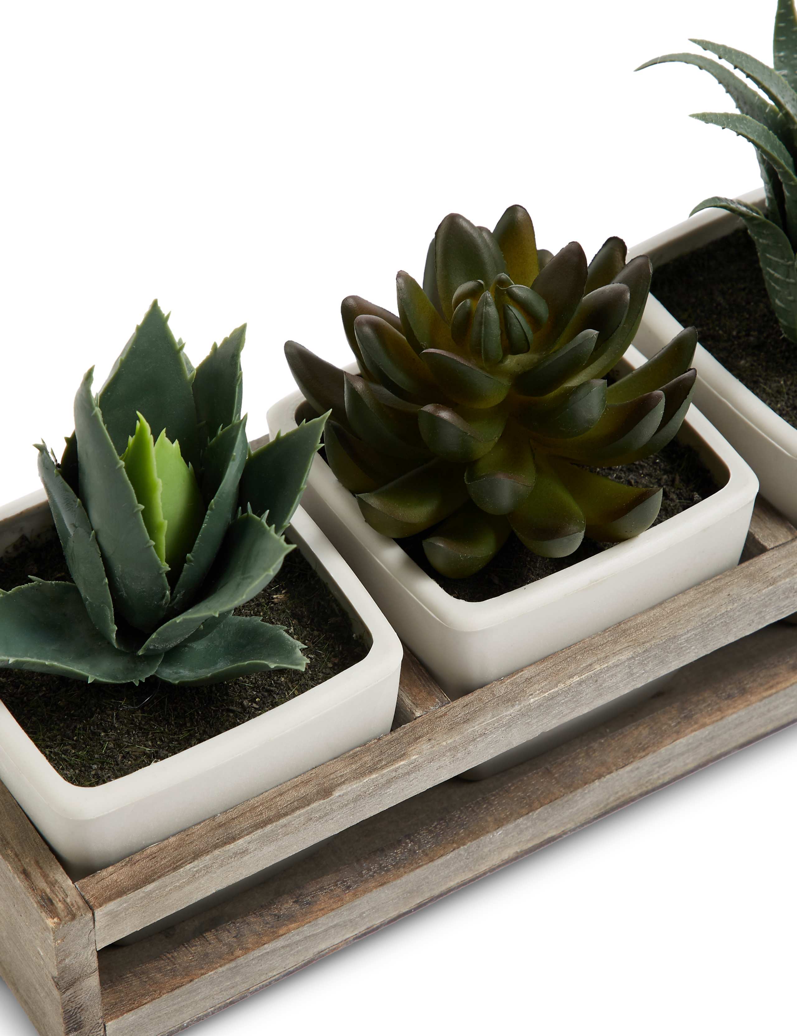 Succulent Trio in Wooden Tray 4 of 4