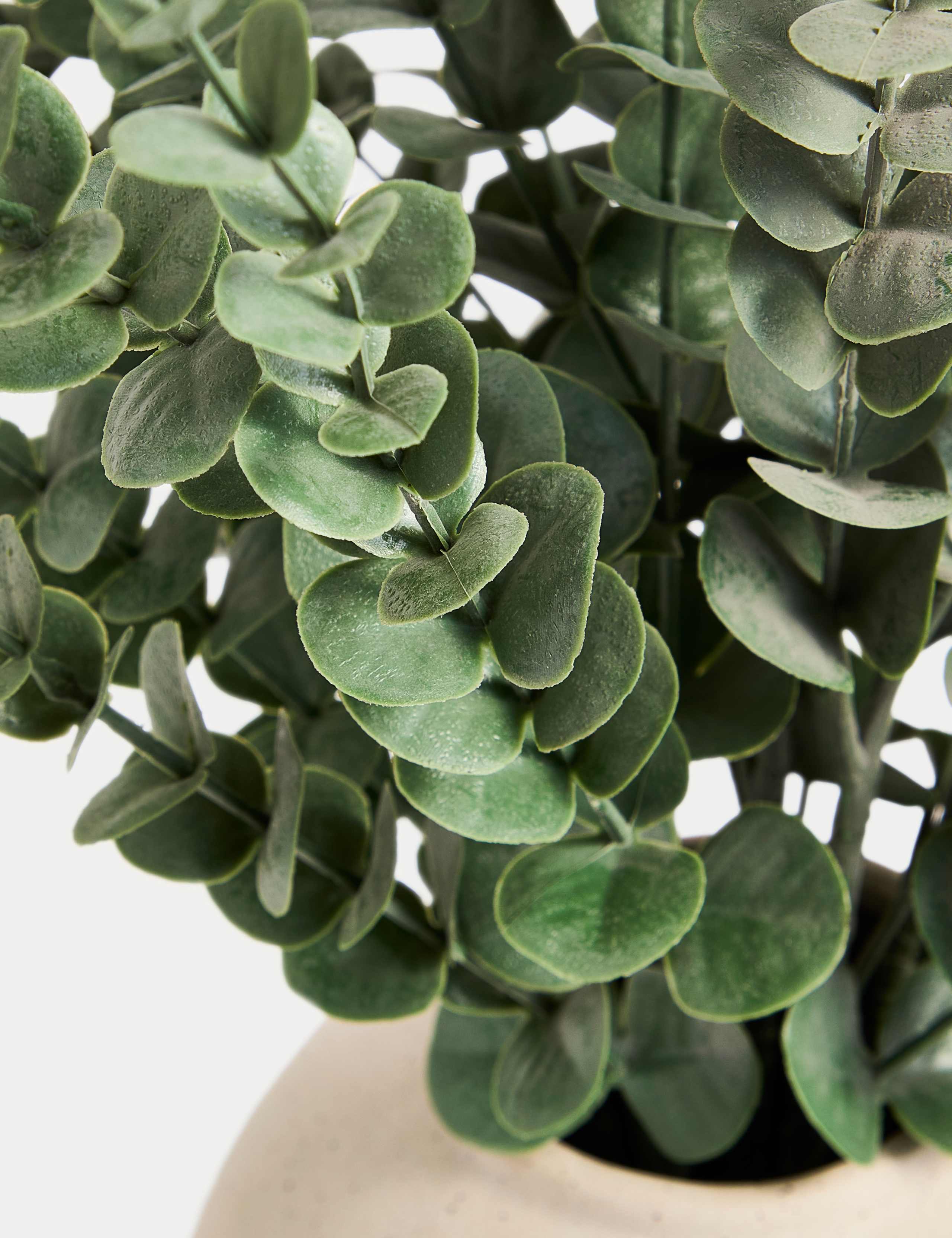 Artificial Eucalyptus in Concrete Pot 3 of 3