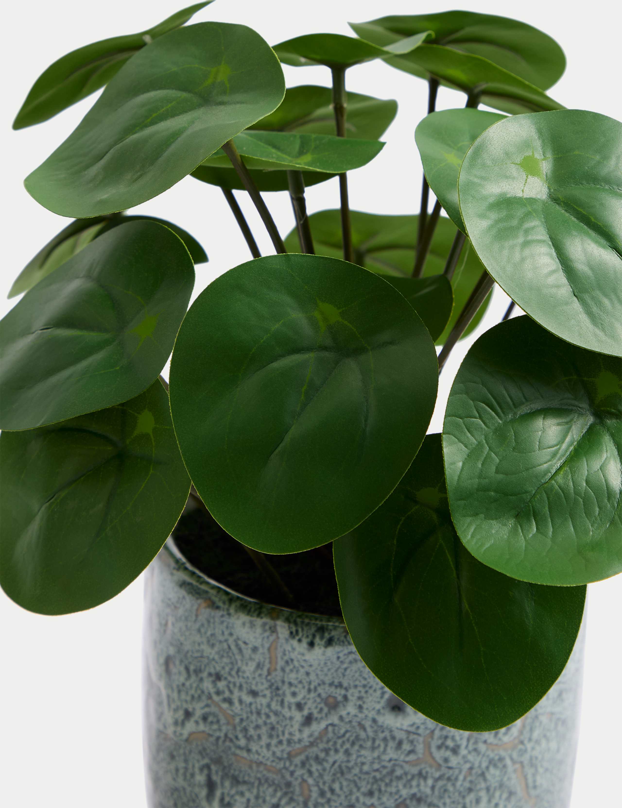 Artificial Chinese Money Plant in Ceramic Pot 4 of 5