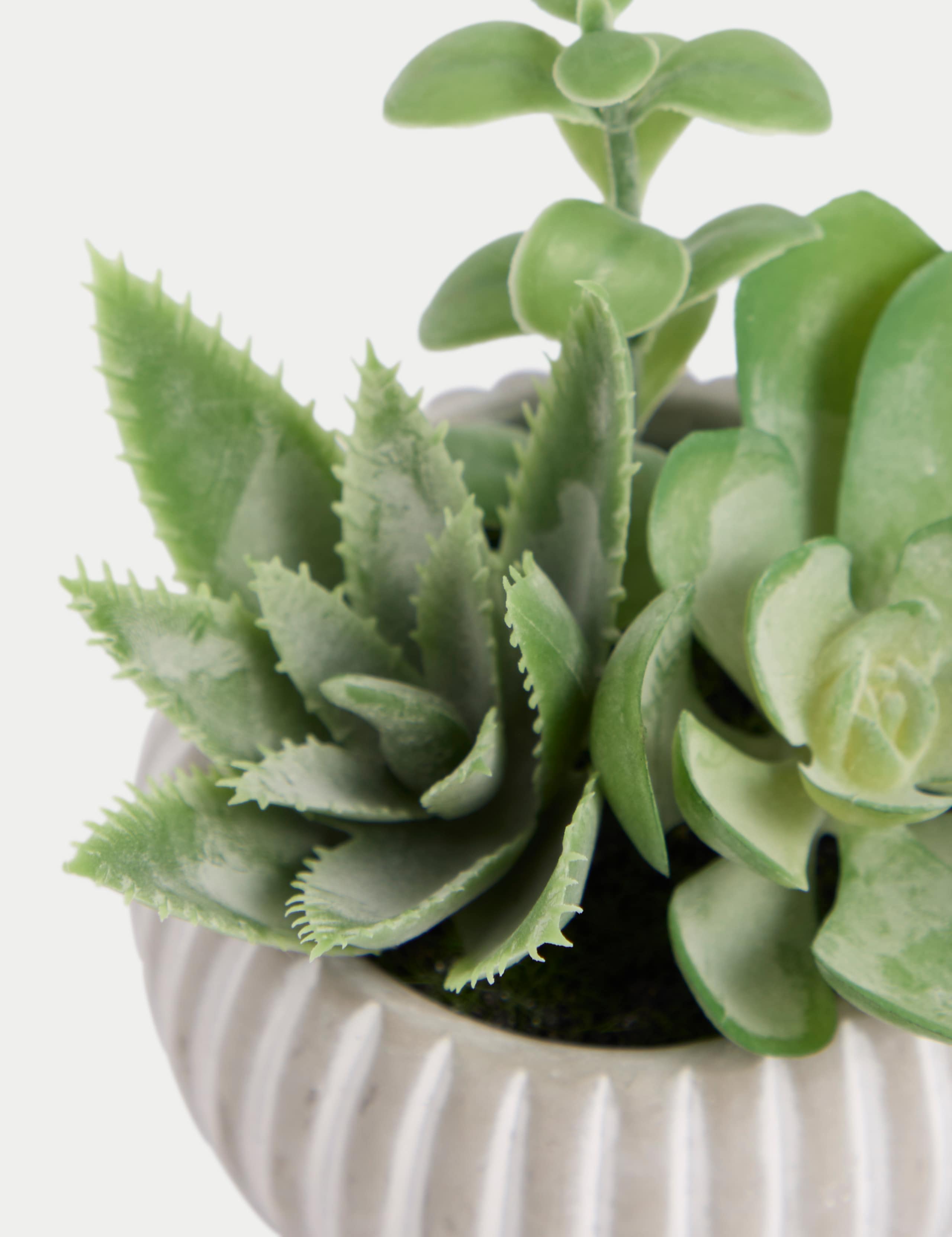 Artificial Succulents in Cement Pot 2 of 3