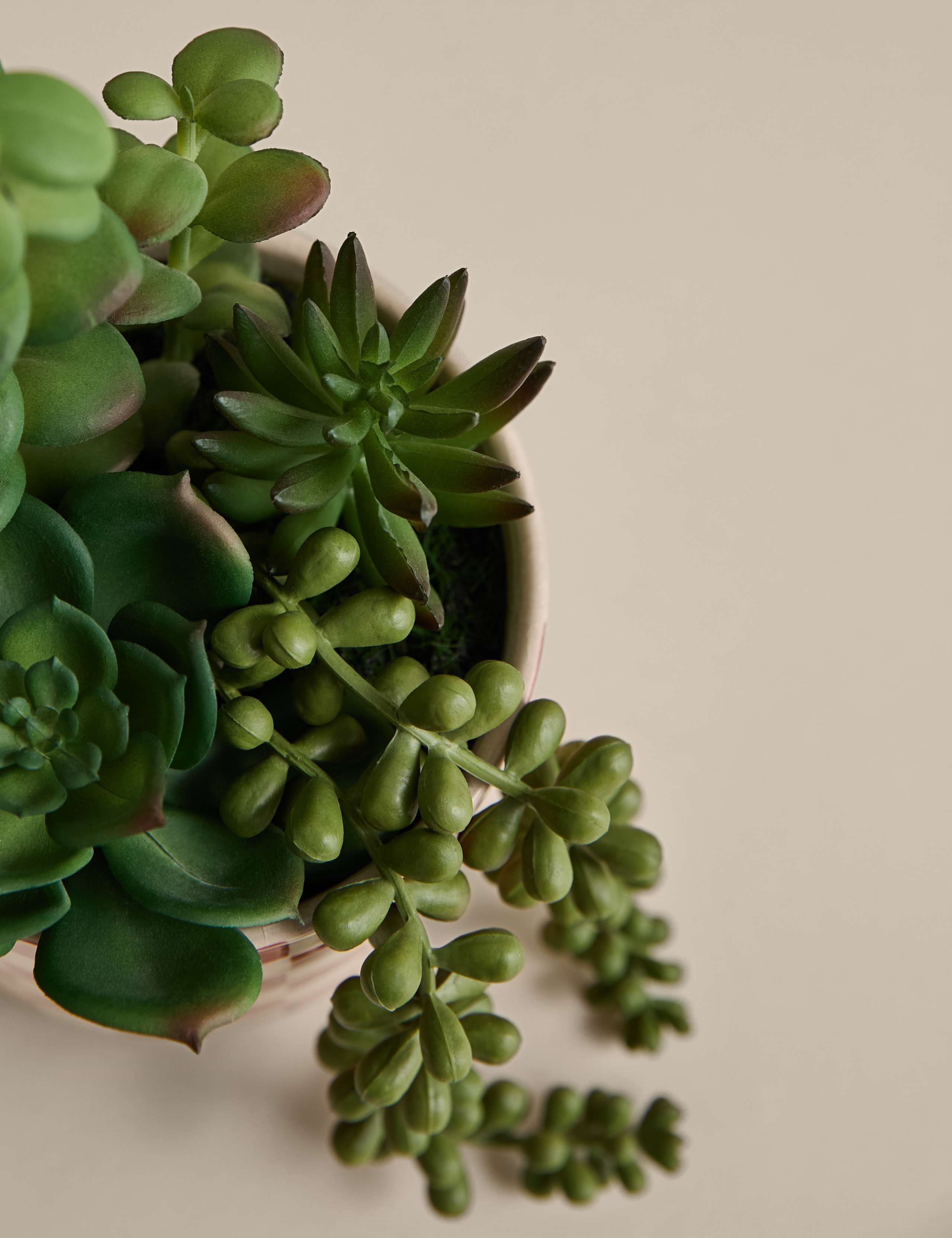 Artificial Succulent Family in Checked Pot 3 of 3