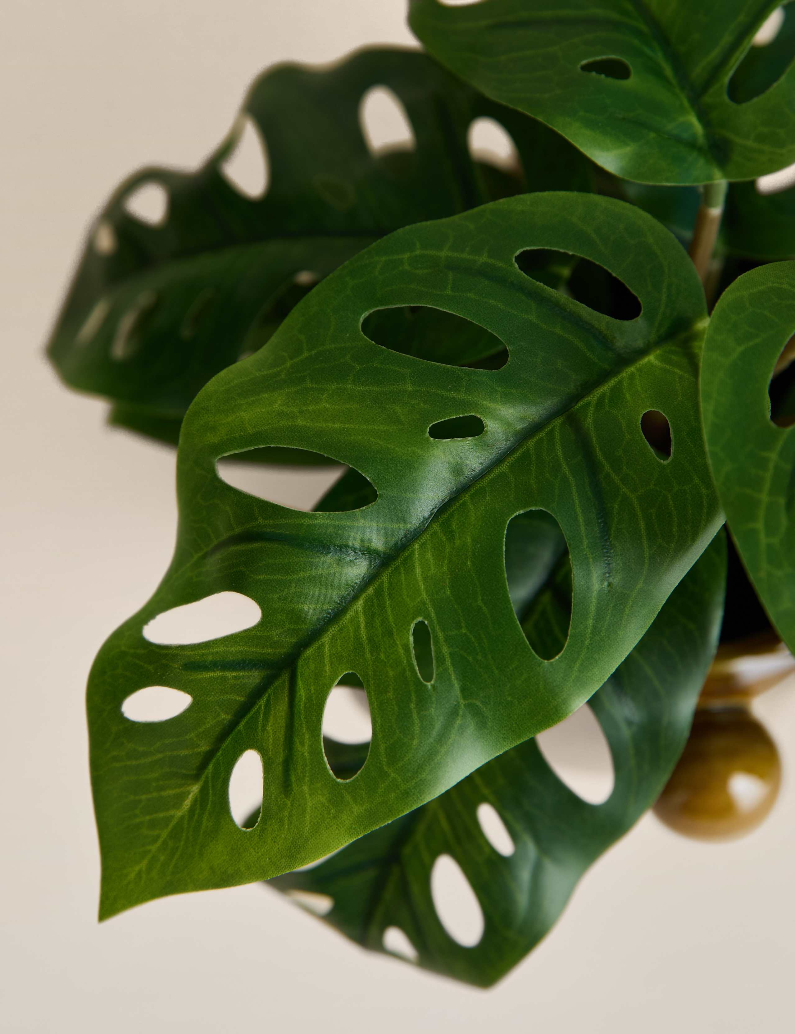 Artificial Cheese Plant in Ceramic Bobble Pot 2 of 4
