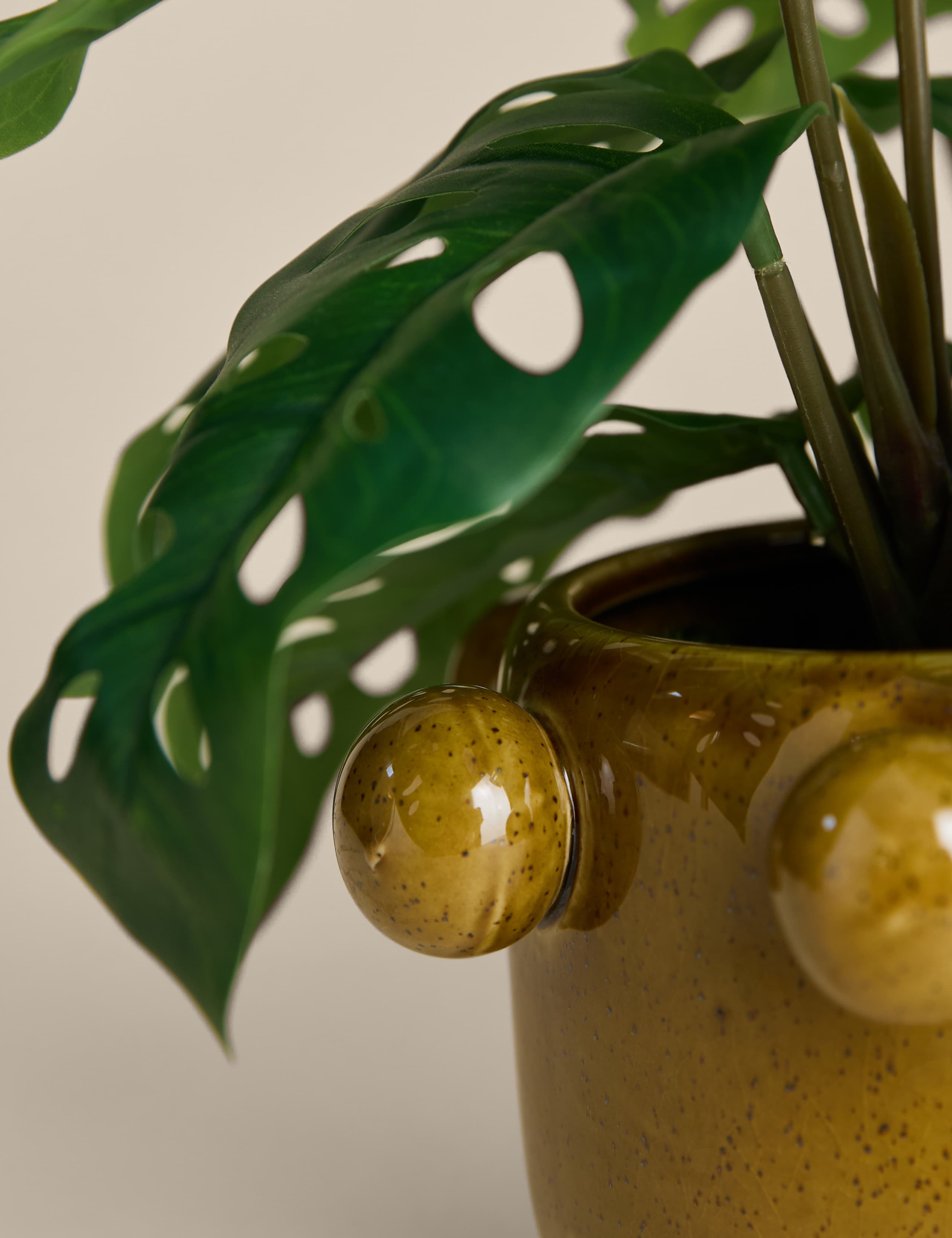Artificial Cheese Plant in Ceramic Bobble Pot 4 of 4