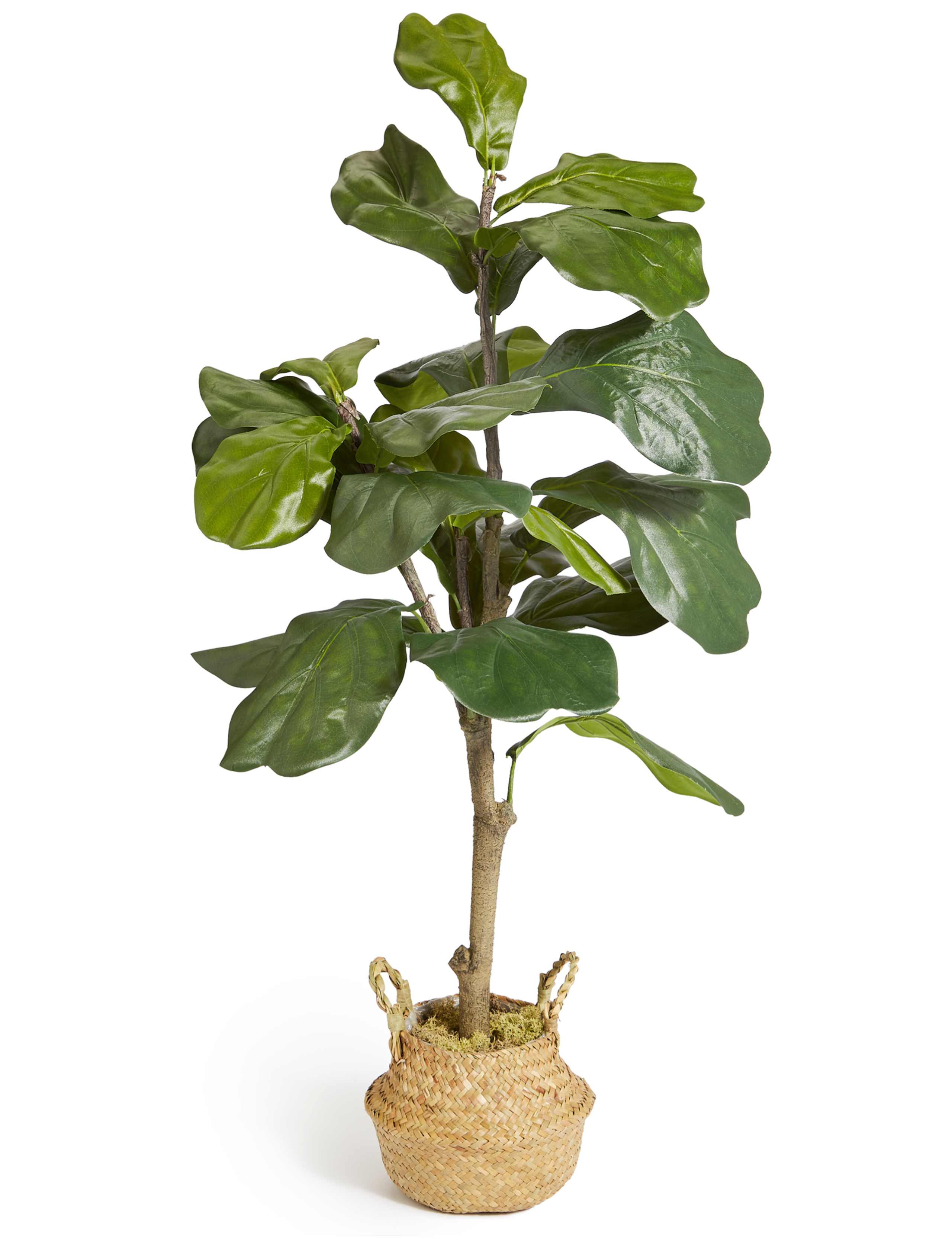 Large Fiddle Leaf Fig Tree 1 of 3