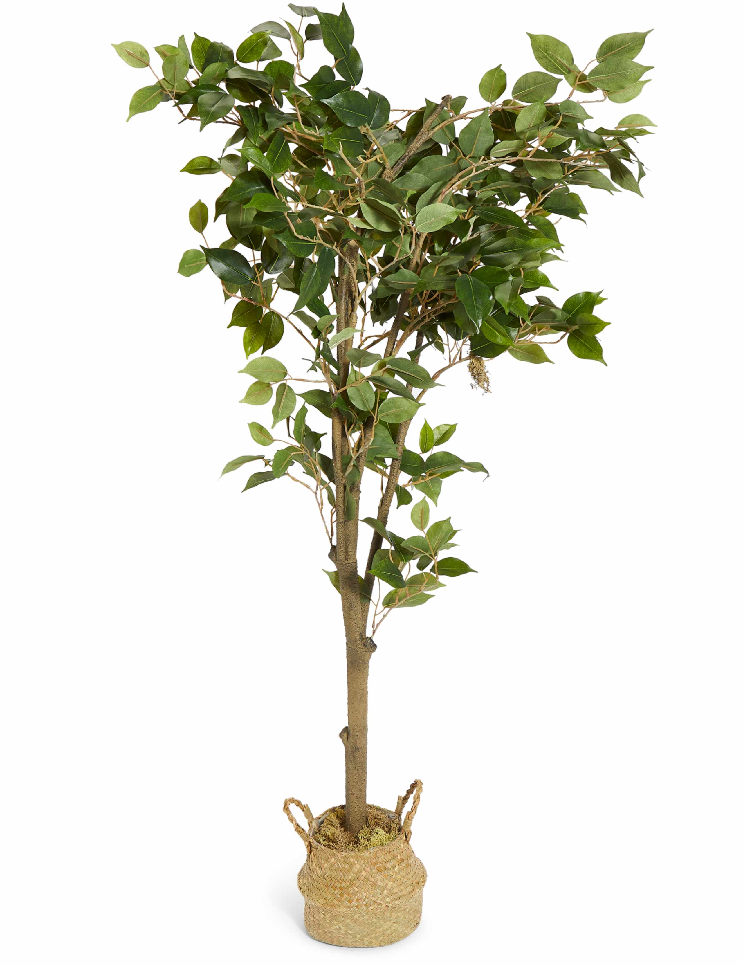 Large Ficus Tree 1 of 3