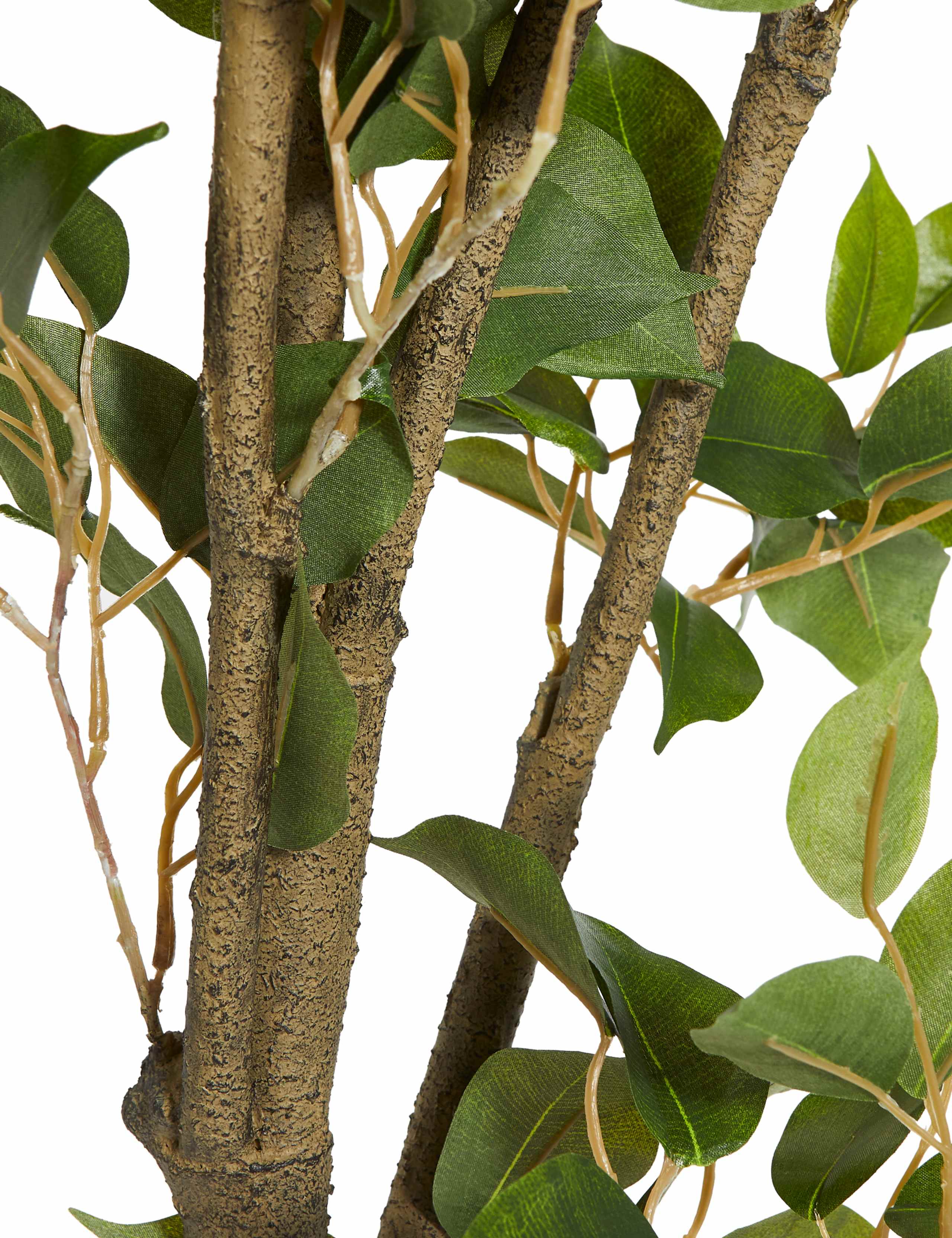 Large Ficus Tree 2 of 3