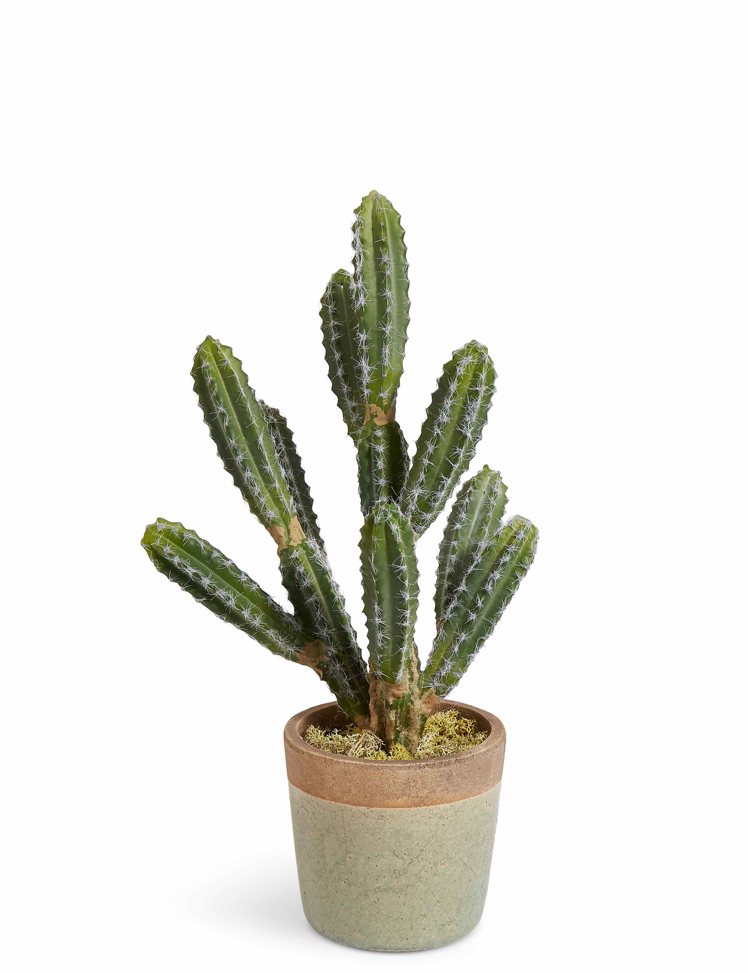Large Cactus in Crackle Pot 1 of 3