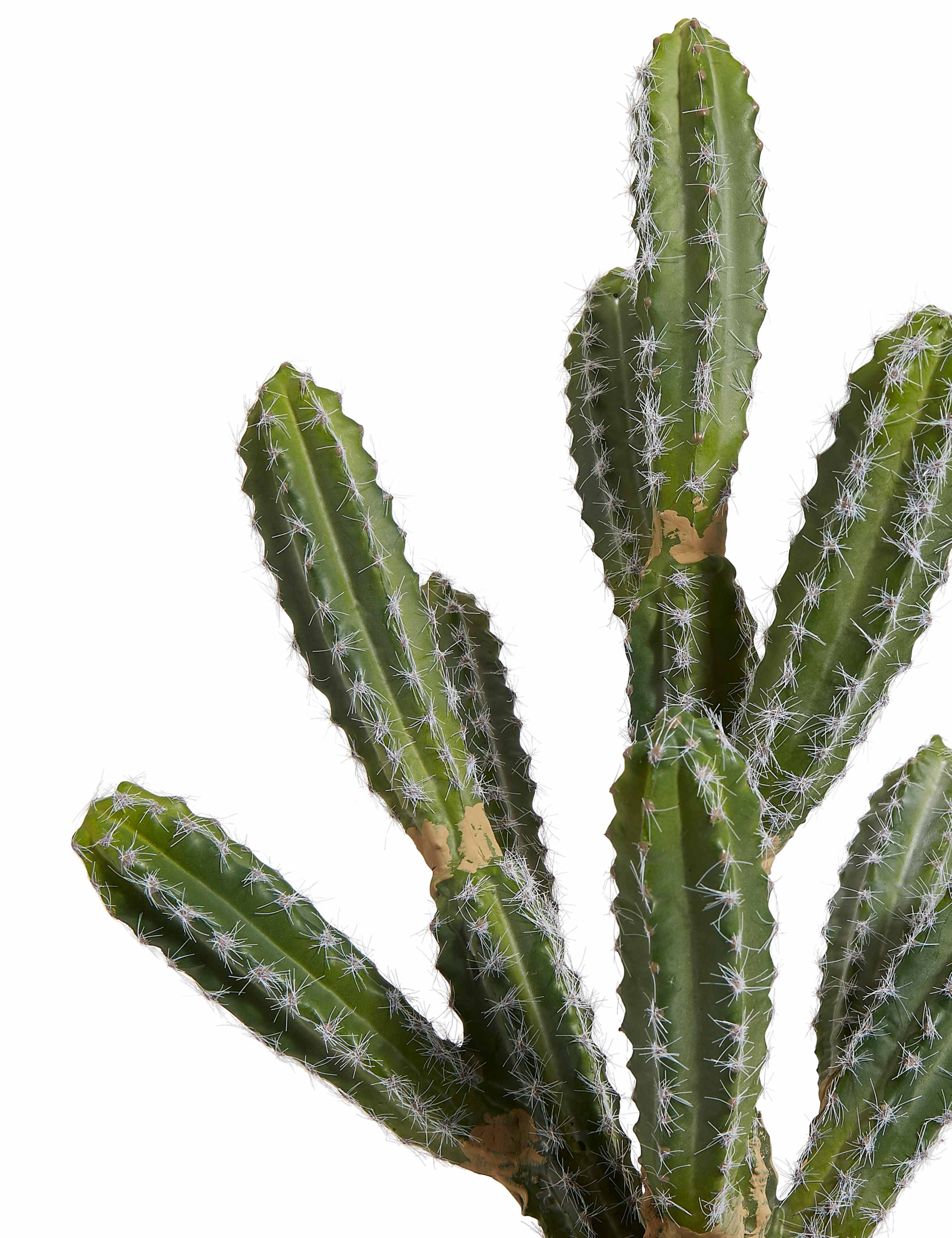 Large Cactus in Crackle Pot 2 of 3