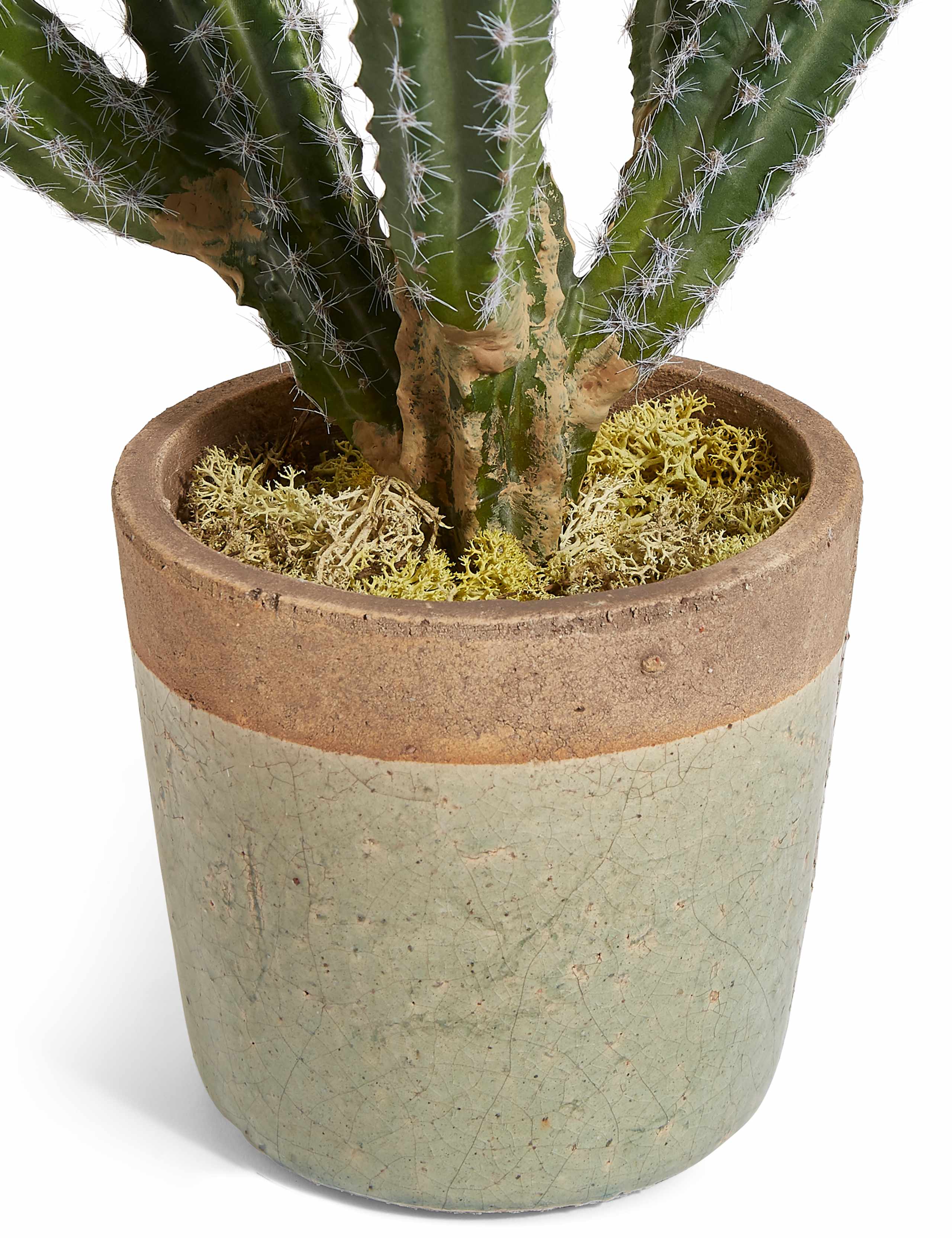 Large Cactus in Crackle Pot 3 of 3