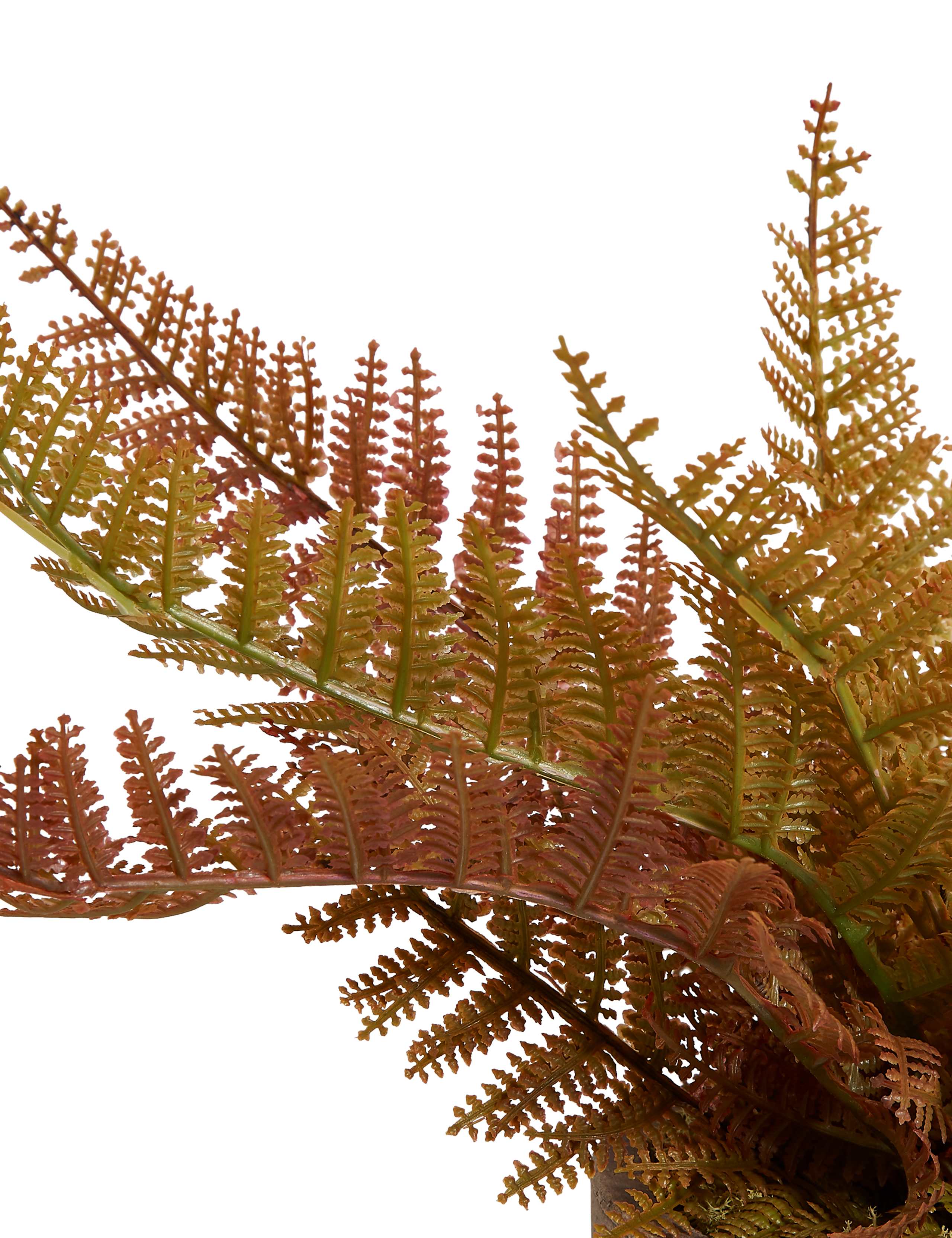 Small Fern in Crackle Pot 2 of 3