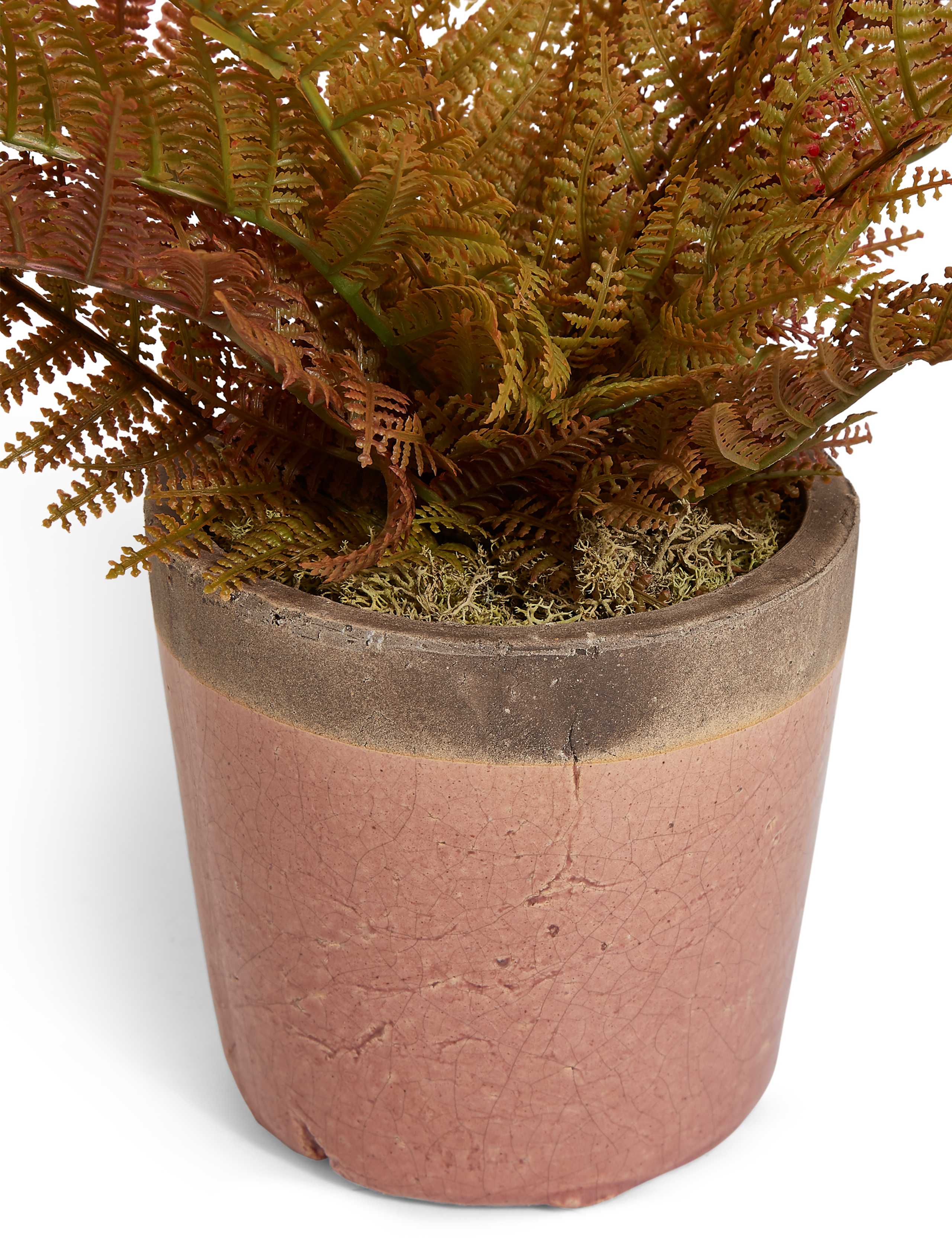 Small Fern in Crackle Pot 3 of 3