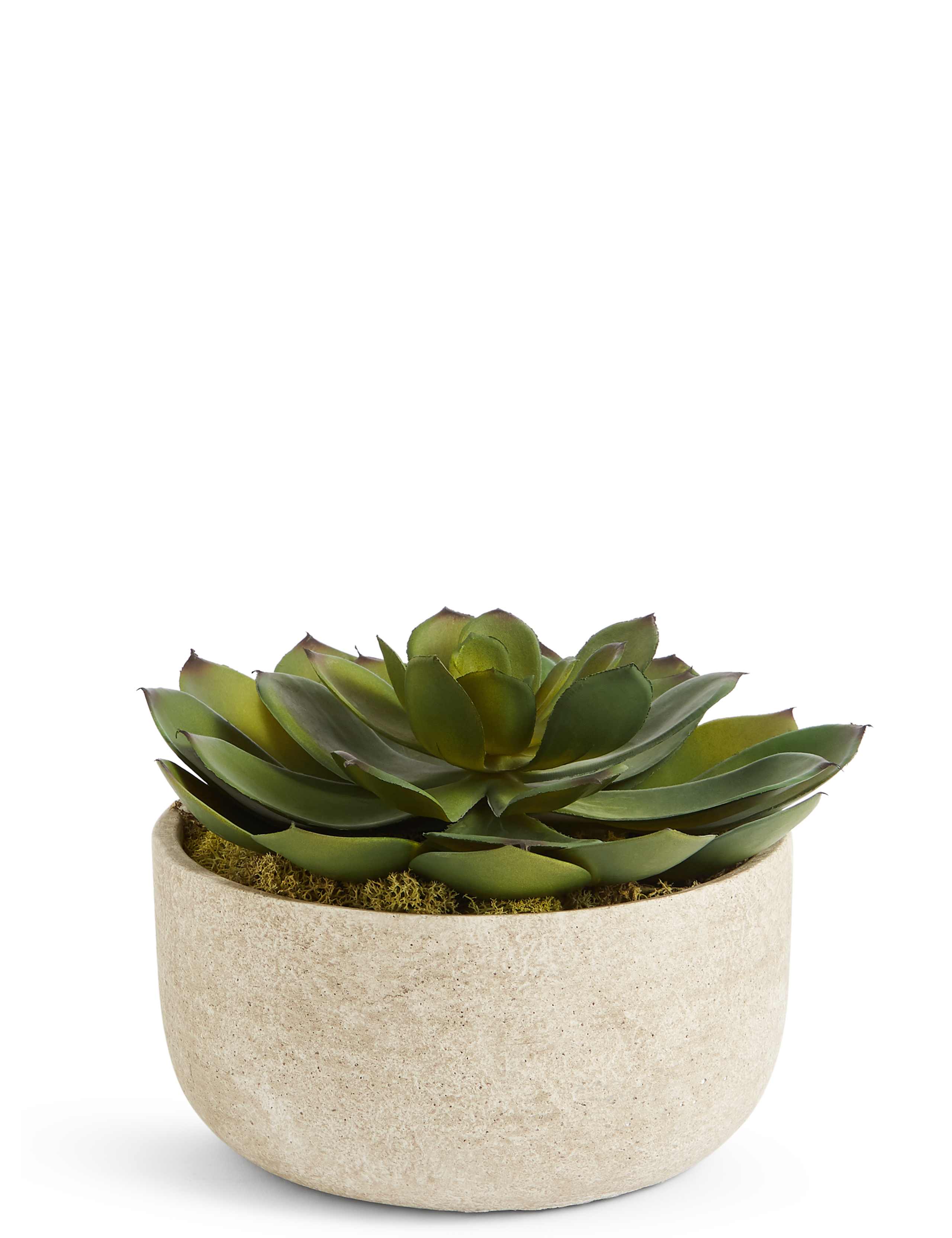 Large Echeveria in Stone Pot 1 of 3