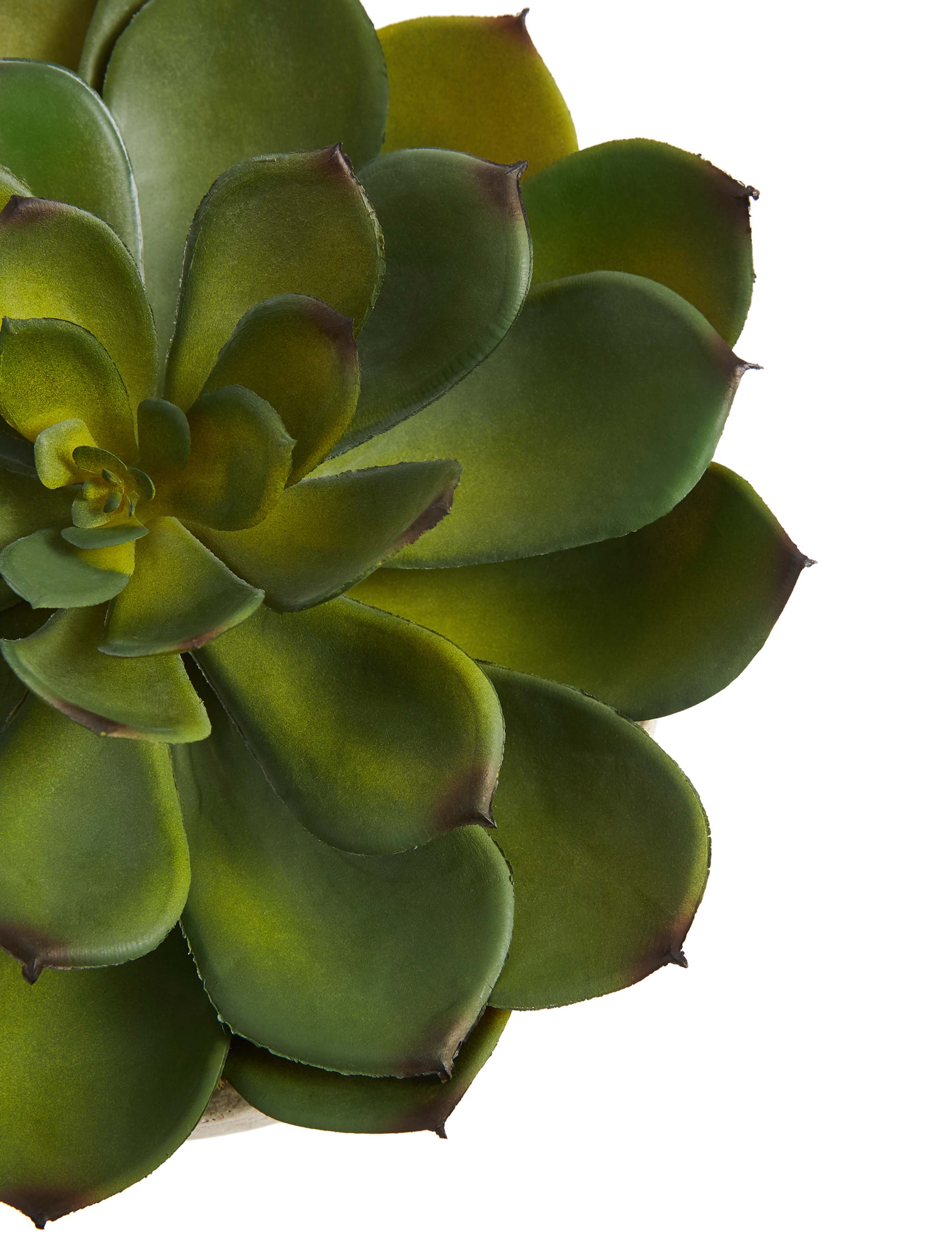 Large Echeveria in Stone Pot 2 of 3