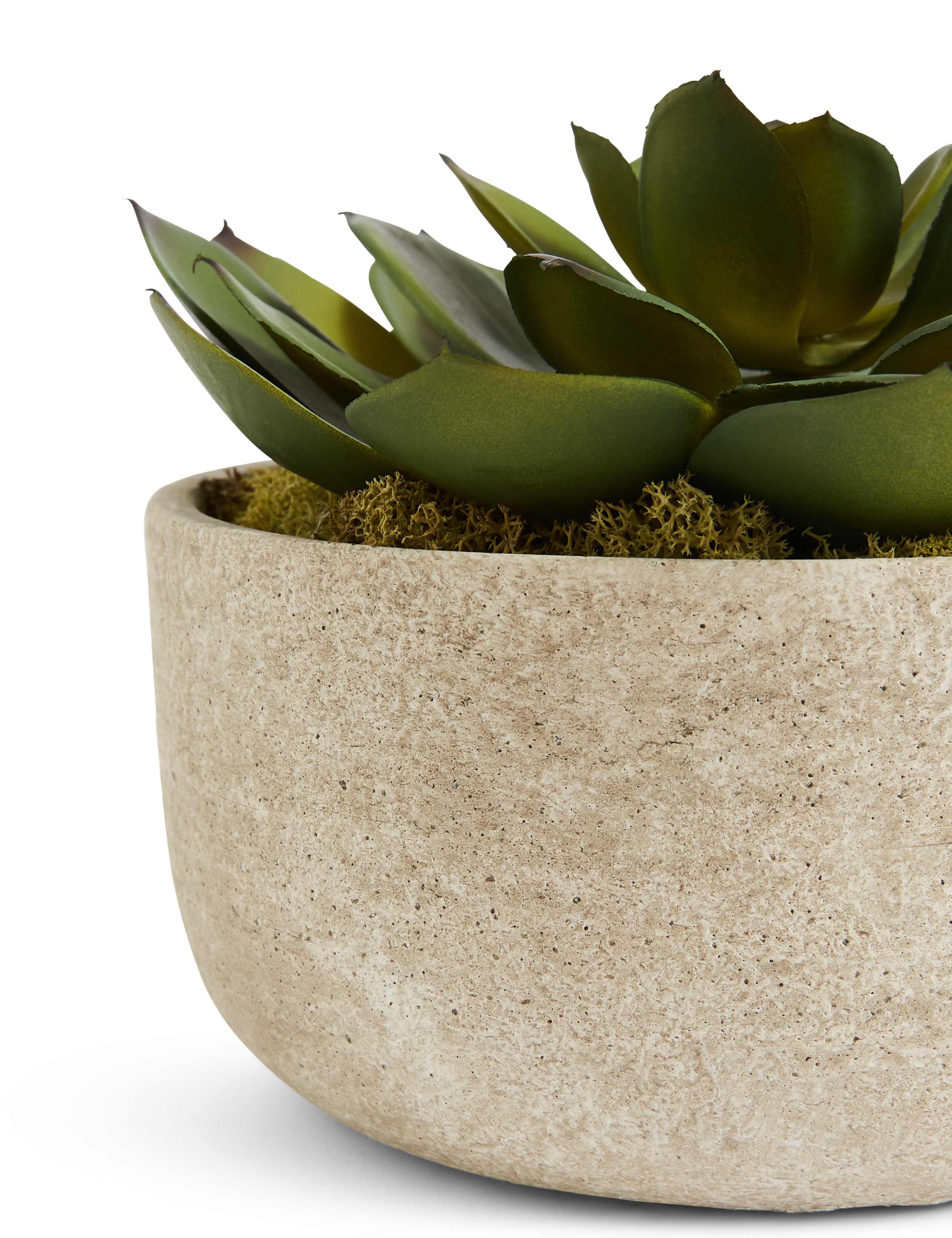 Large Echeveria in Stone Pot 3 of 3