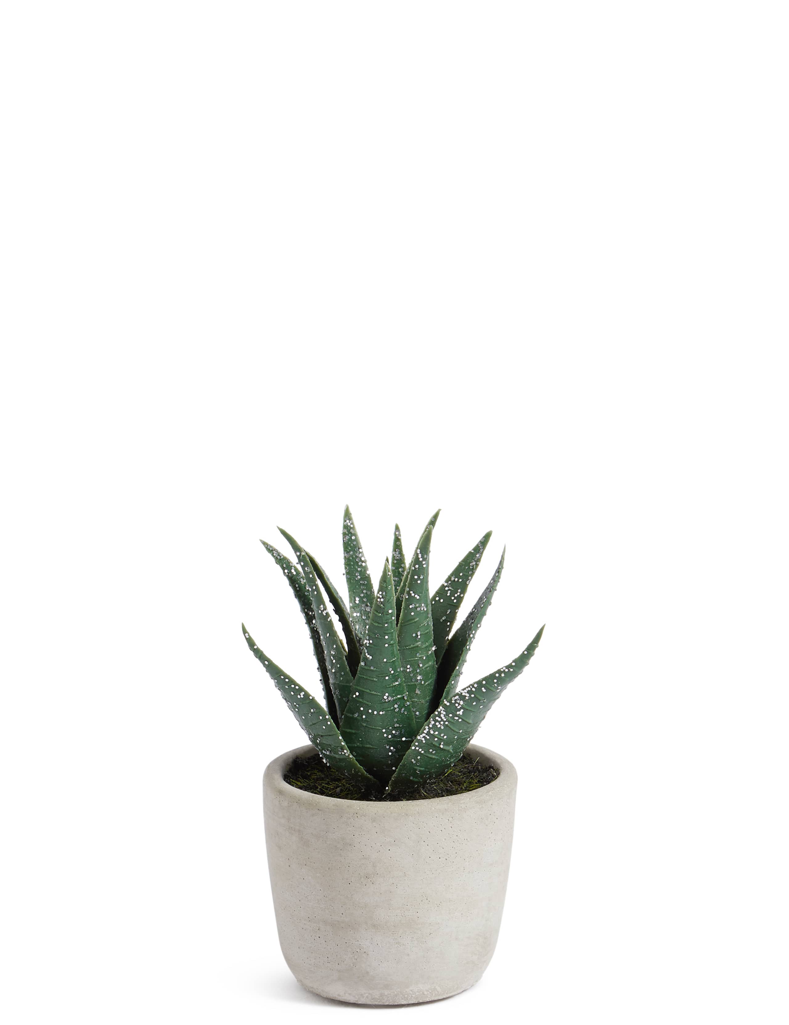 Christmas Spiky Succulent 1 of 2