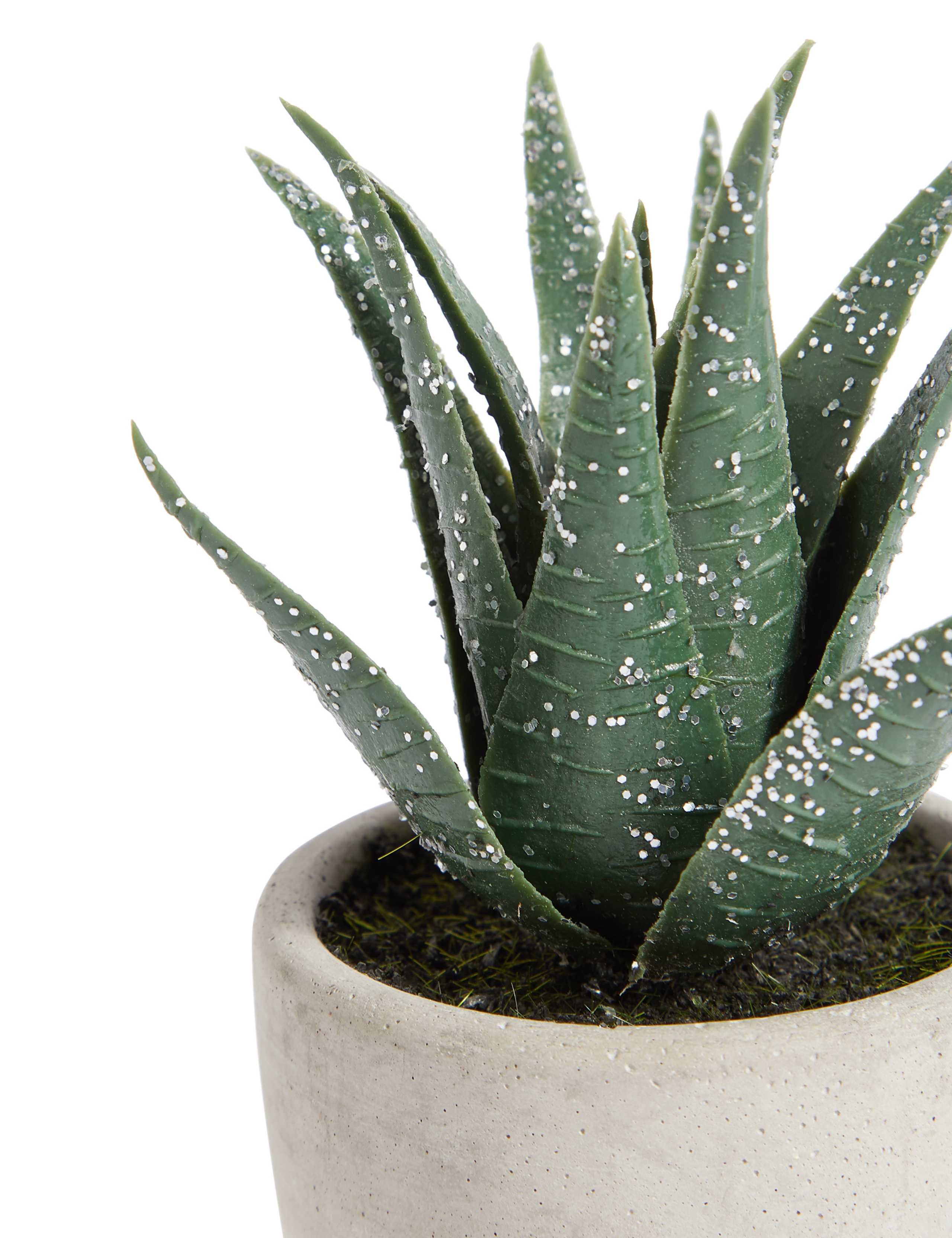 Christmas Spiky Succulent 2 of 2