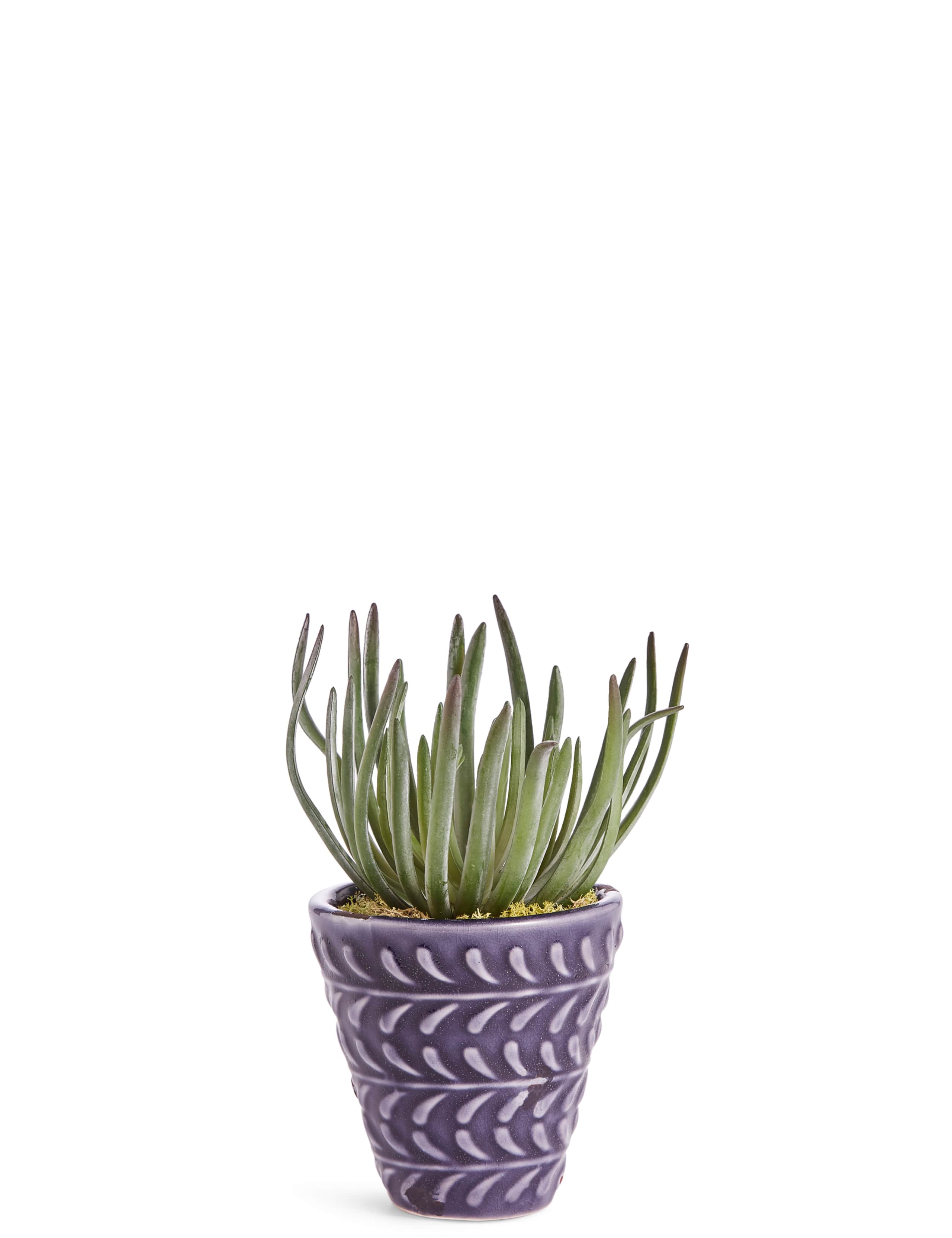 Arid Succulent in Blue Embossed Ceramic 1 of 3