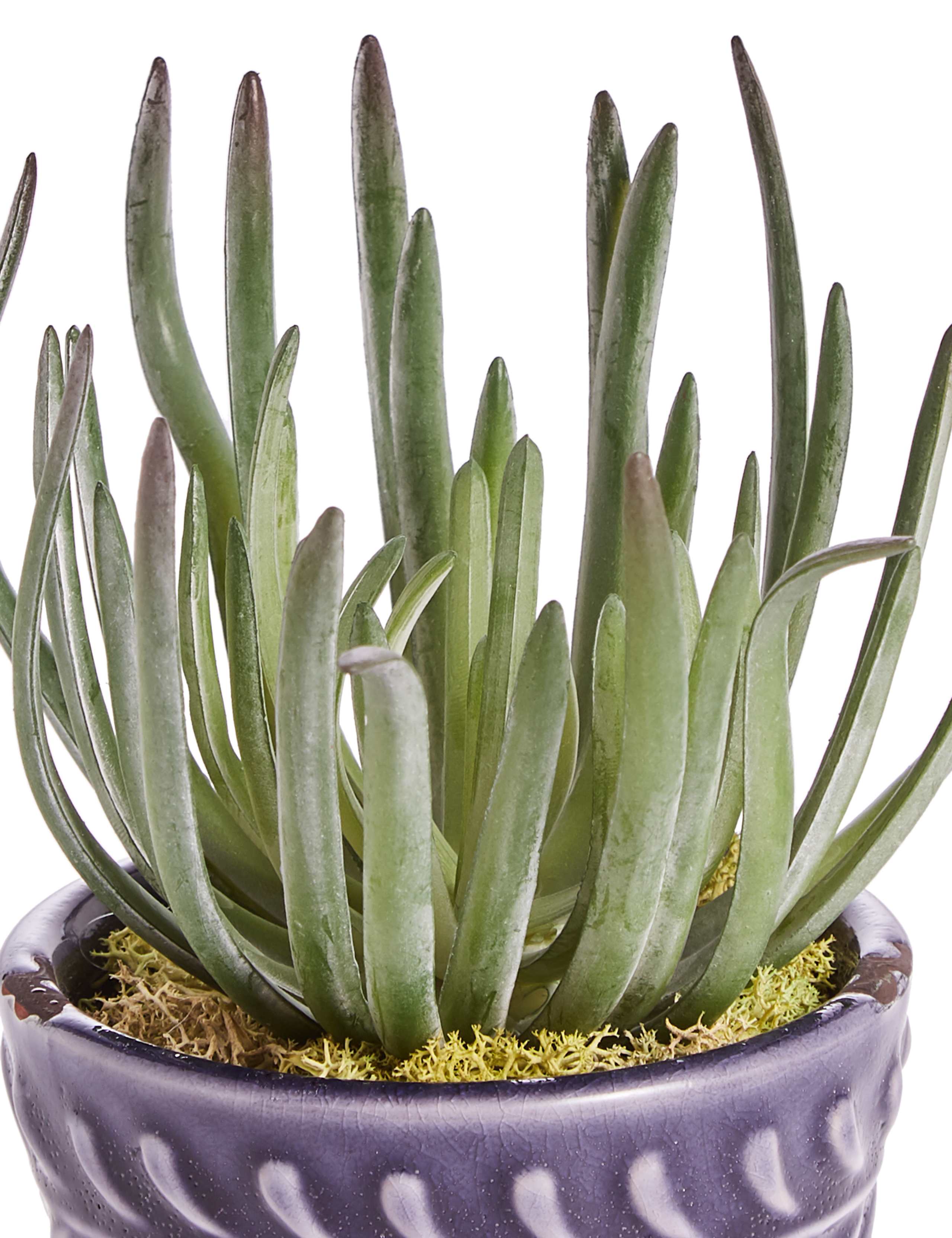 Arid Succulent in Blue Embossed Ceramic 3 of 3