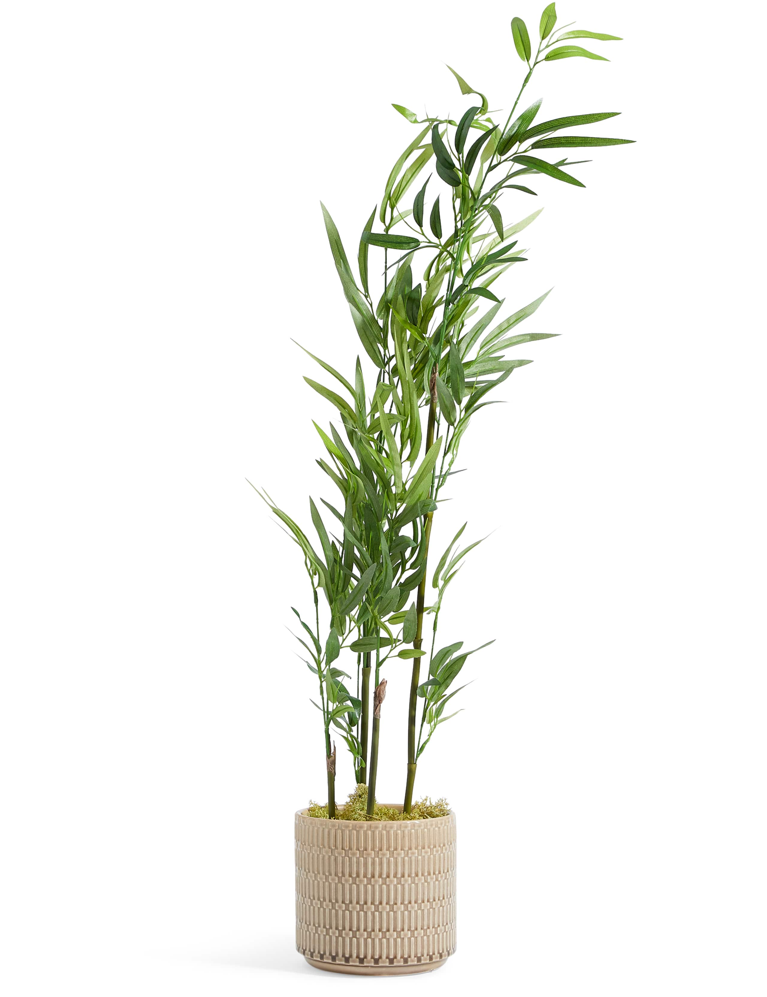 Bamboo Plant in Embossed Ceramic Pot 1 of 3