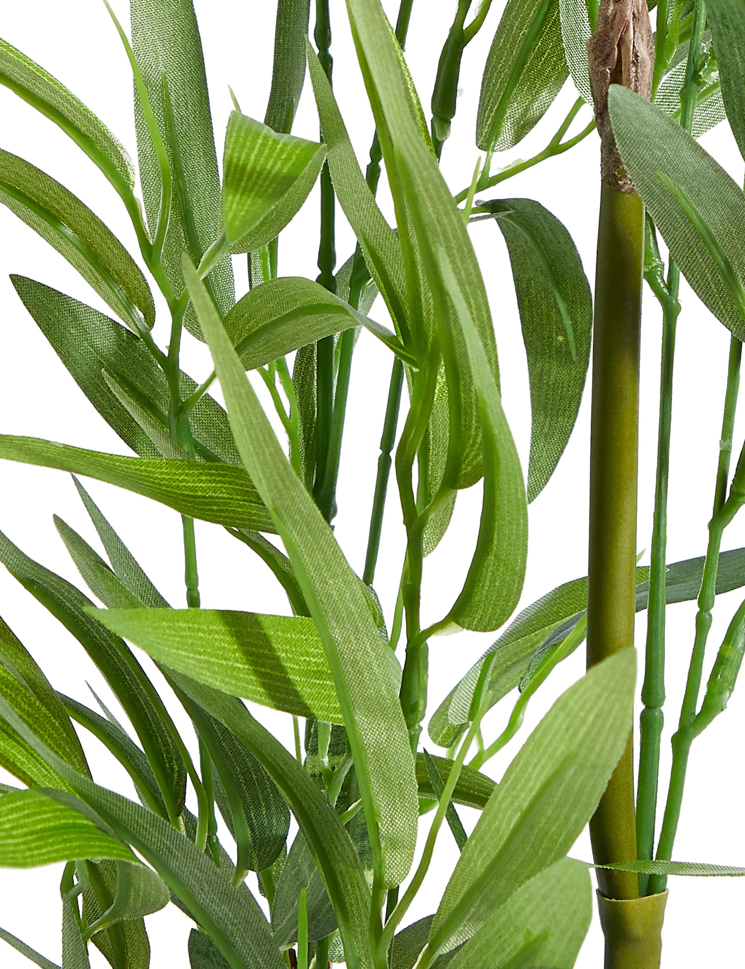 Bamboo Plant in Embossed Ceramic Pot 2 of 3