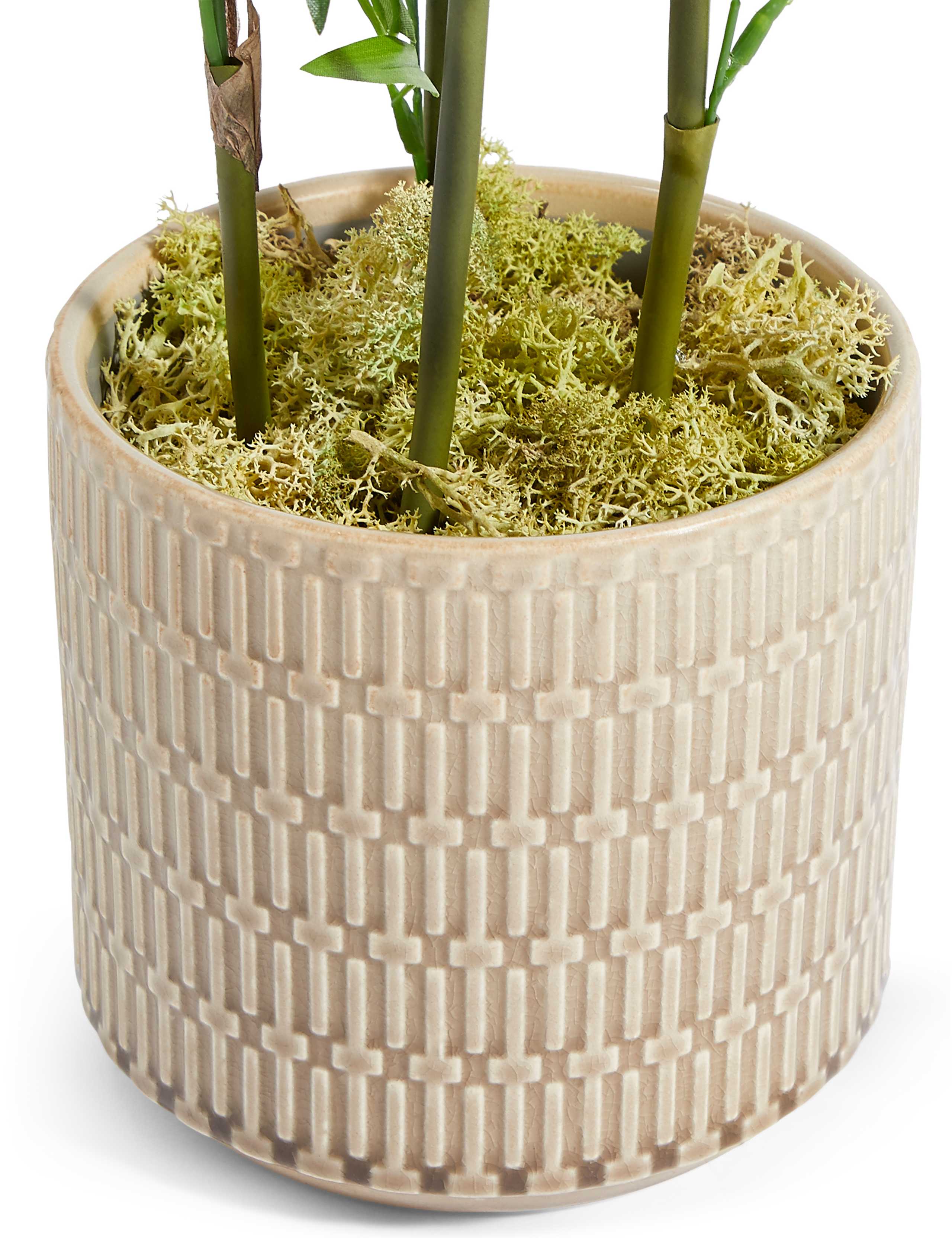 Bamboo Plant in Embossed Ceramic Pot 3 of 3