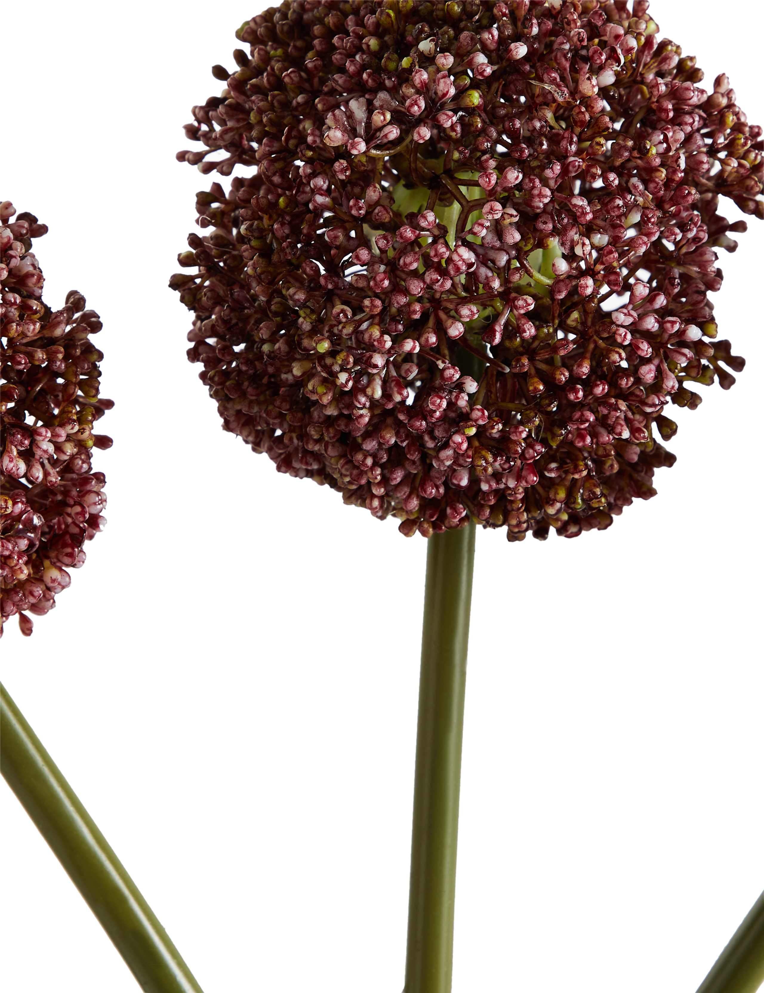 Allium Bouquet 2 of 3