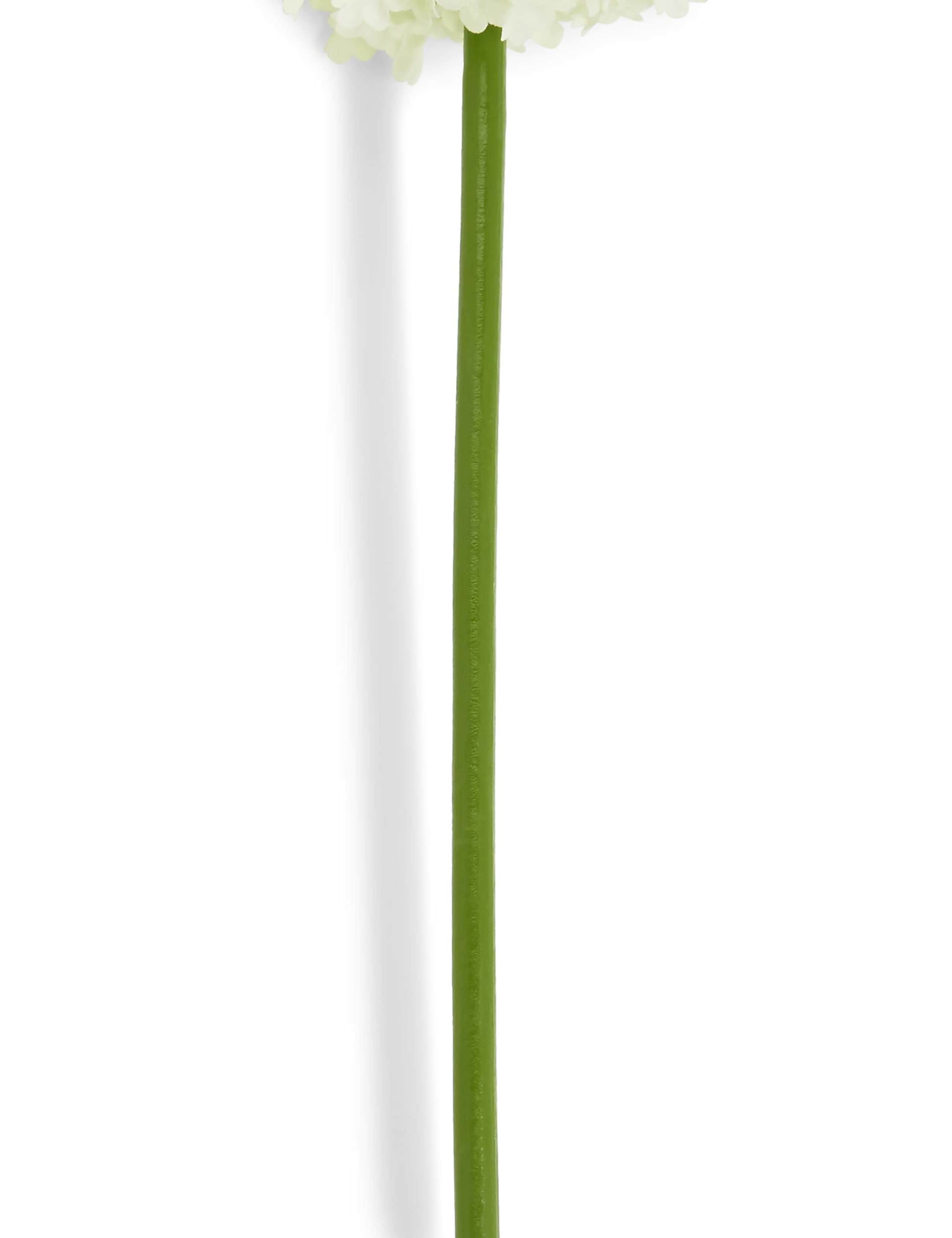Allium Stem 2 of 4