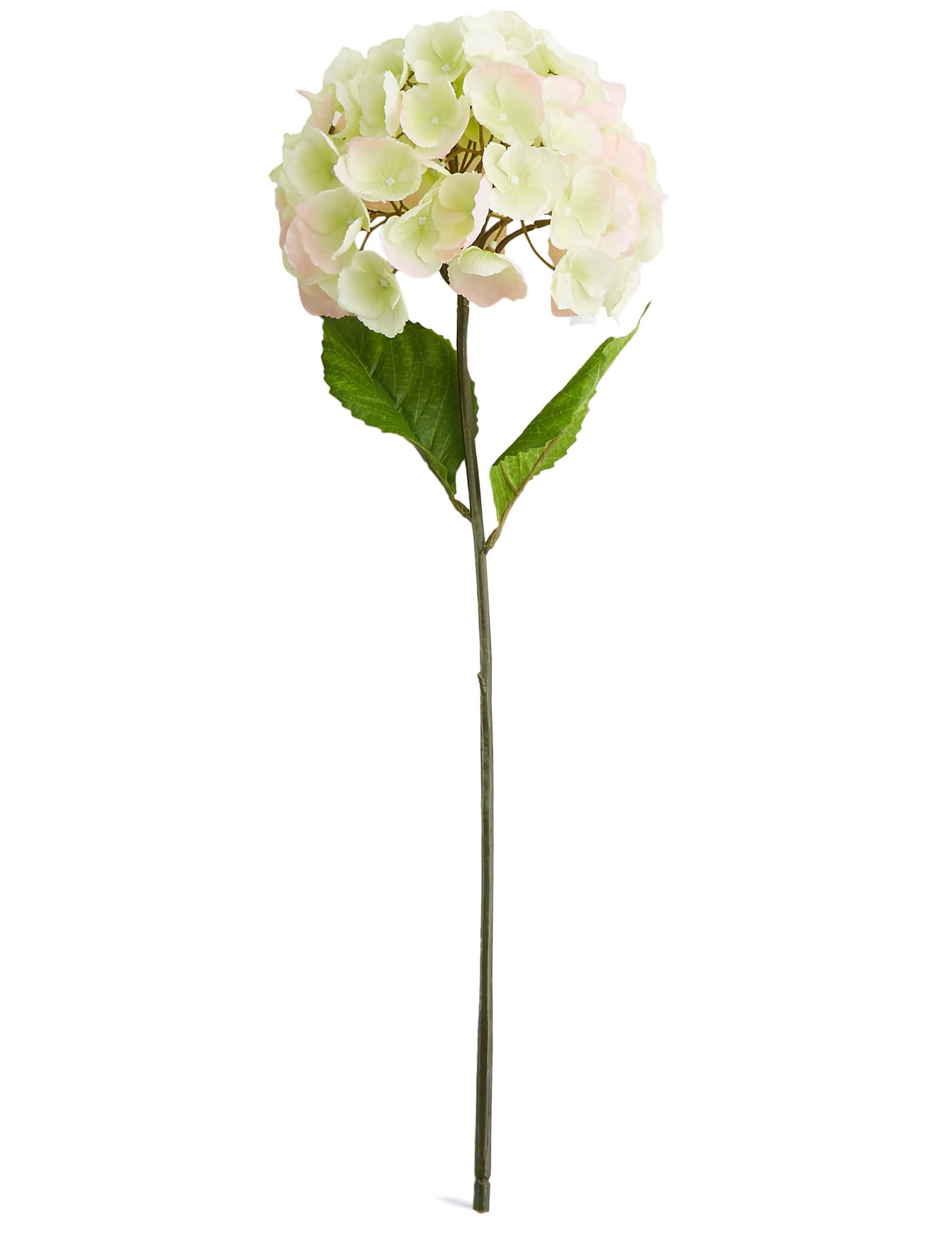 Short Hydrangea 1 of 3