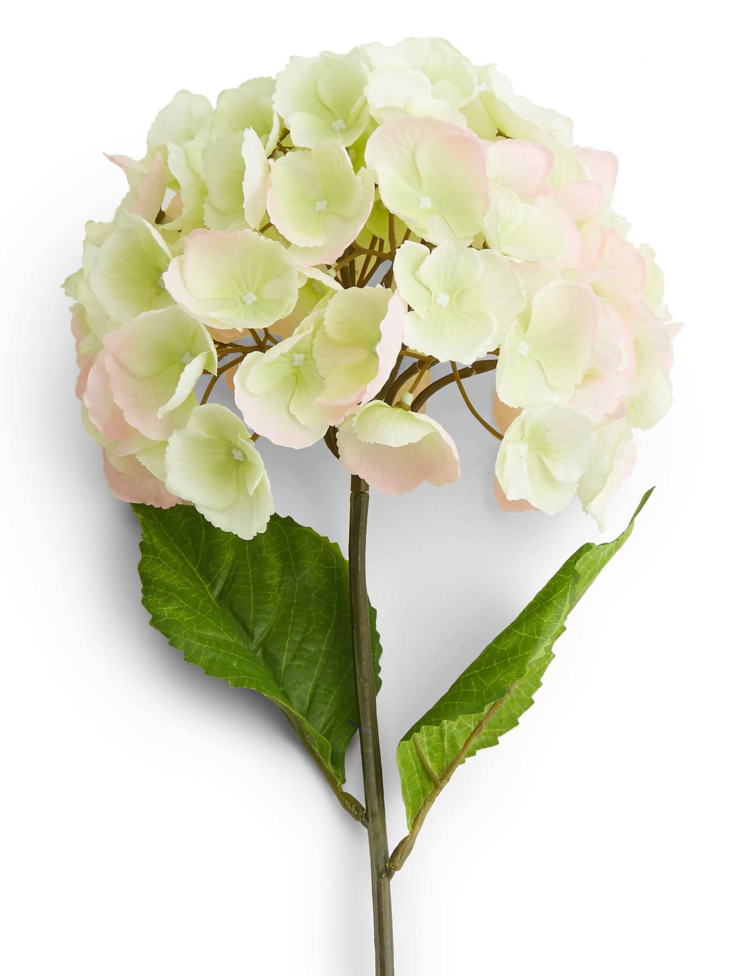 Short Hydrangea 2 of 3