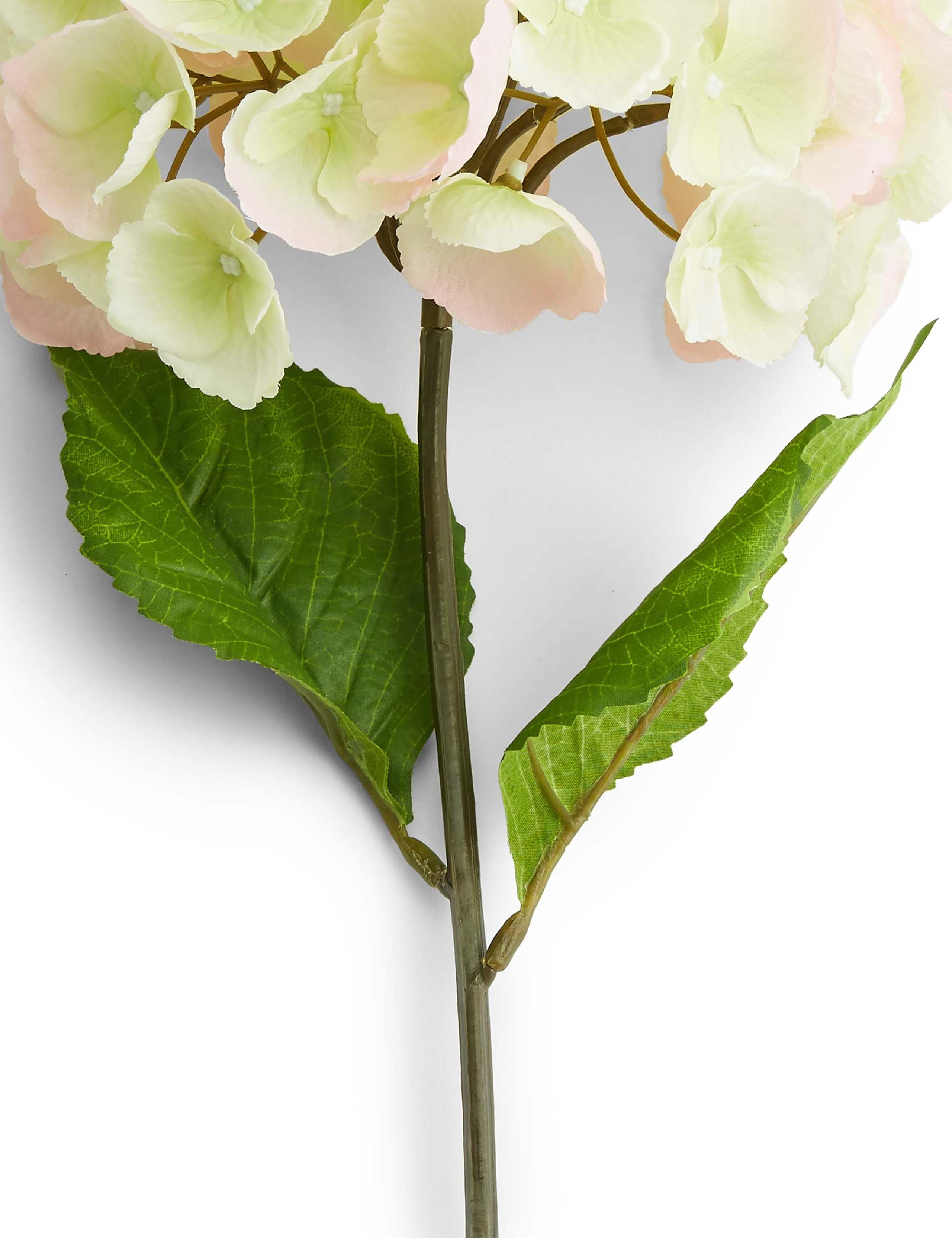 Short Hydrangea 3 of 3