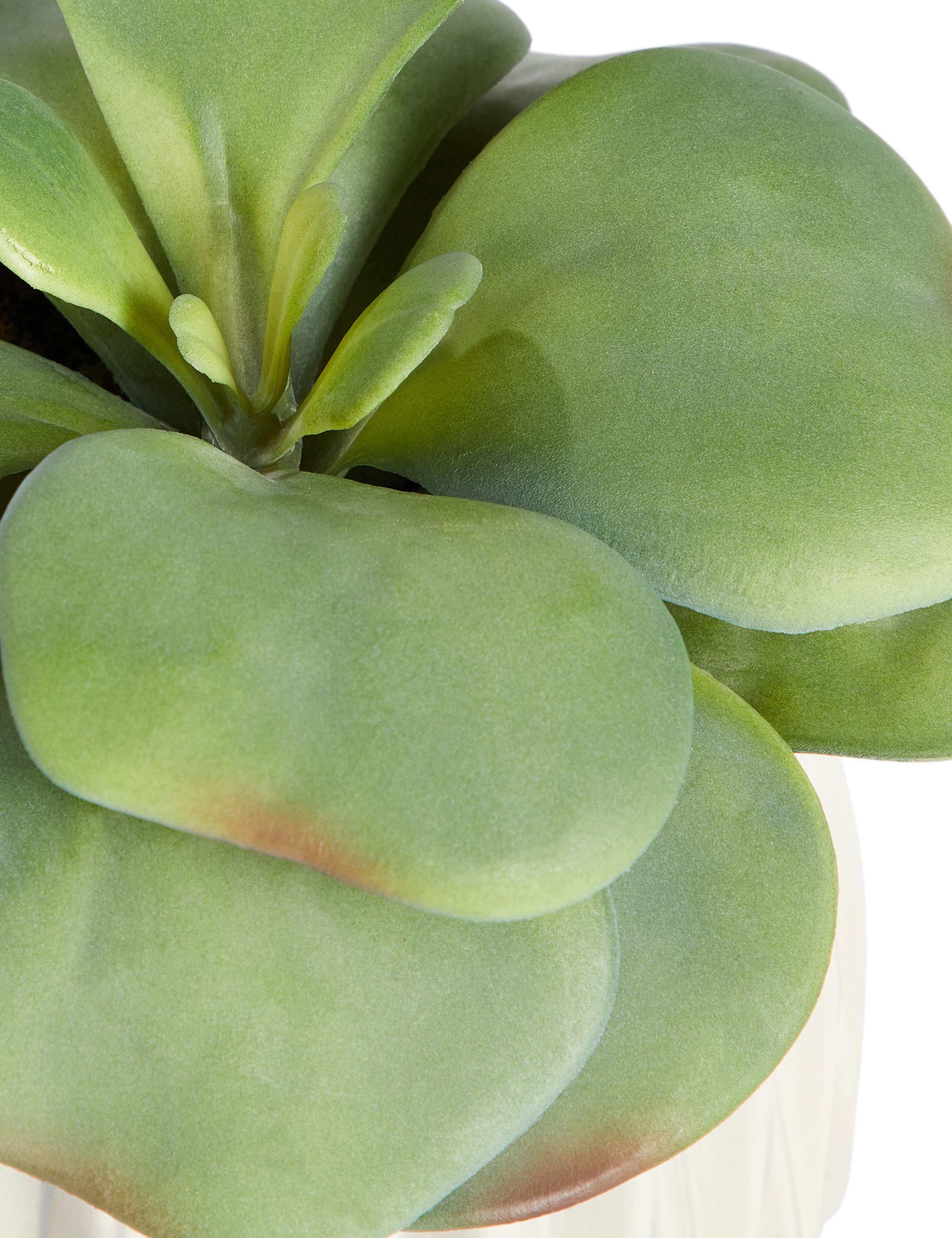 Elephant Ear Succulent in Ceramic Pot 2 of 3