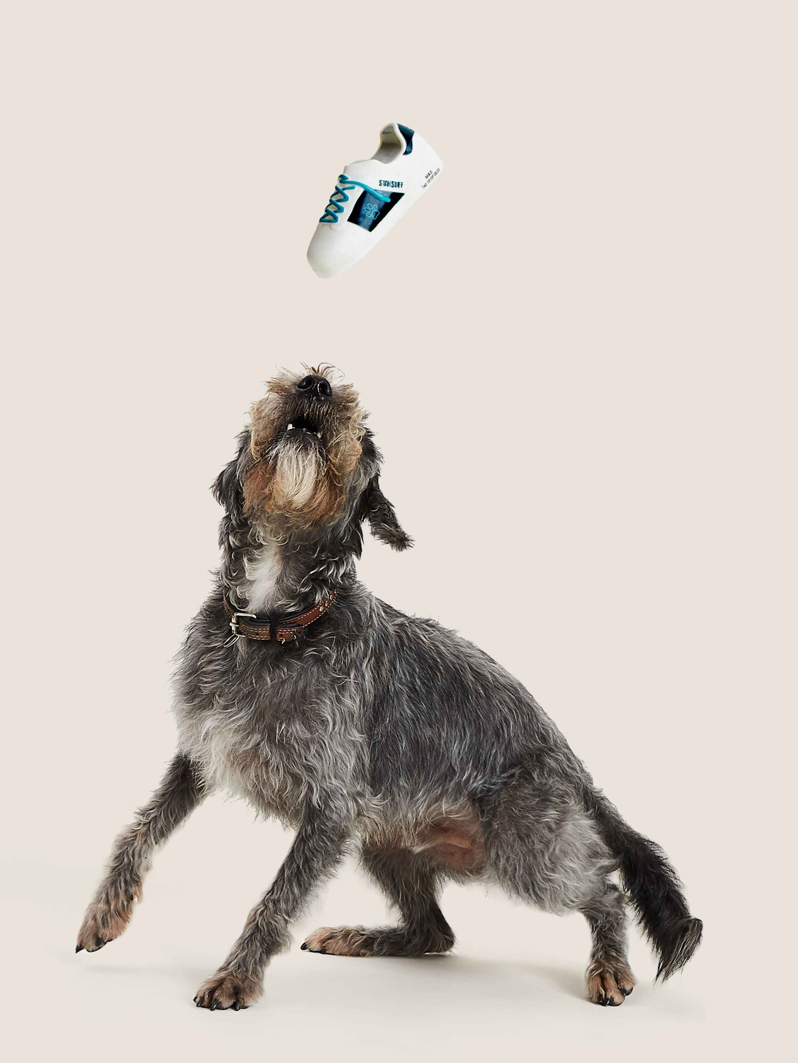 Stan Sniff Trainer Pet Toy 1 of 4