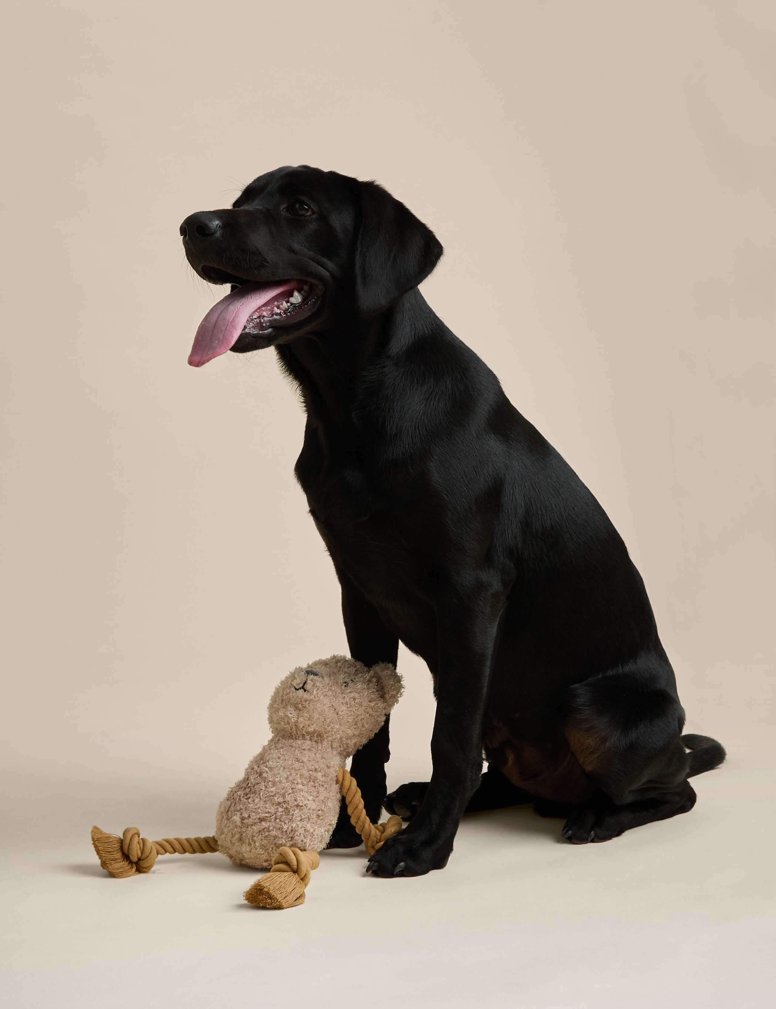 Spencer Bear™ Rope Dog Toy 3 of 5