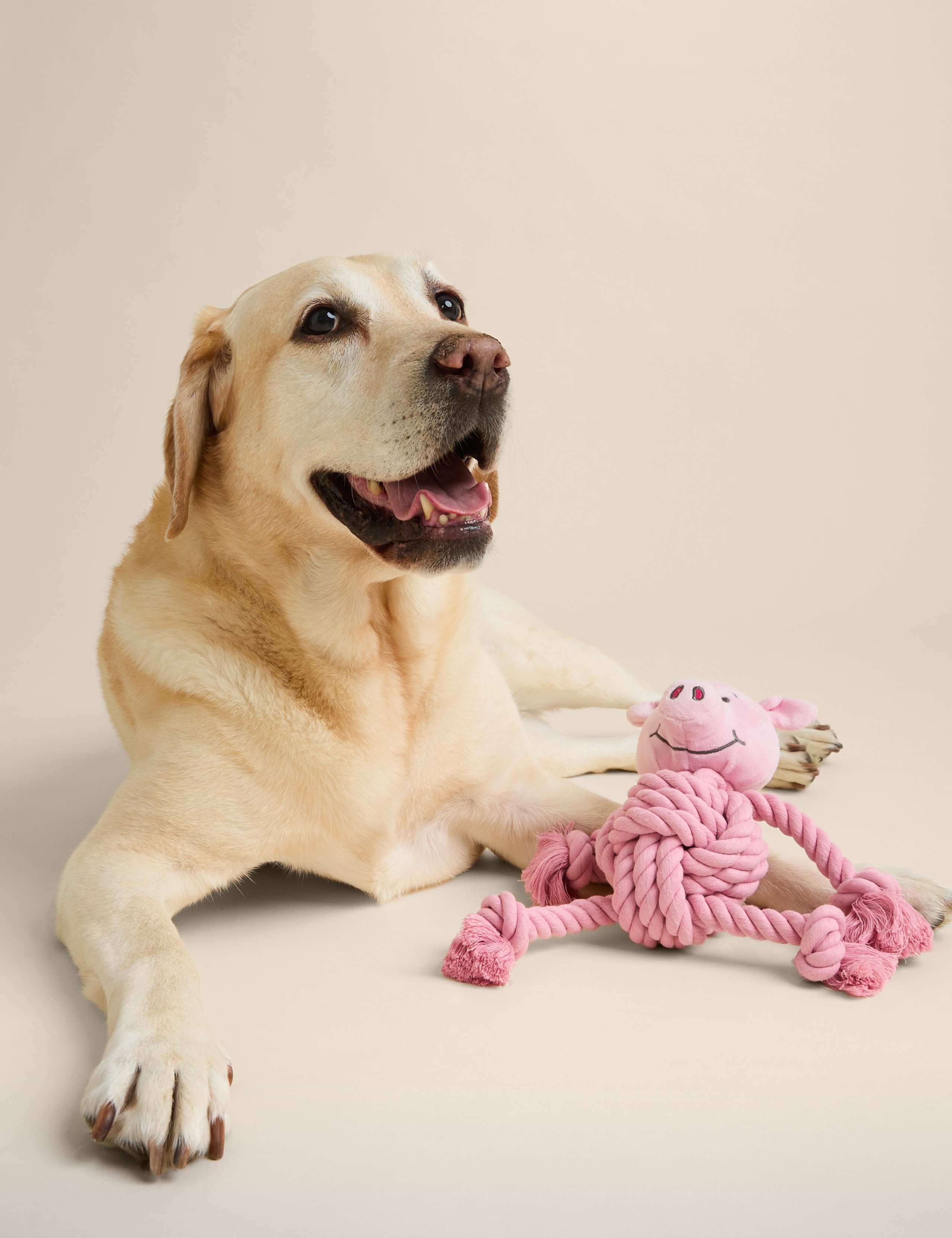 Percy Pig™ Pet Toy 4 of 4