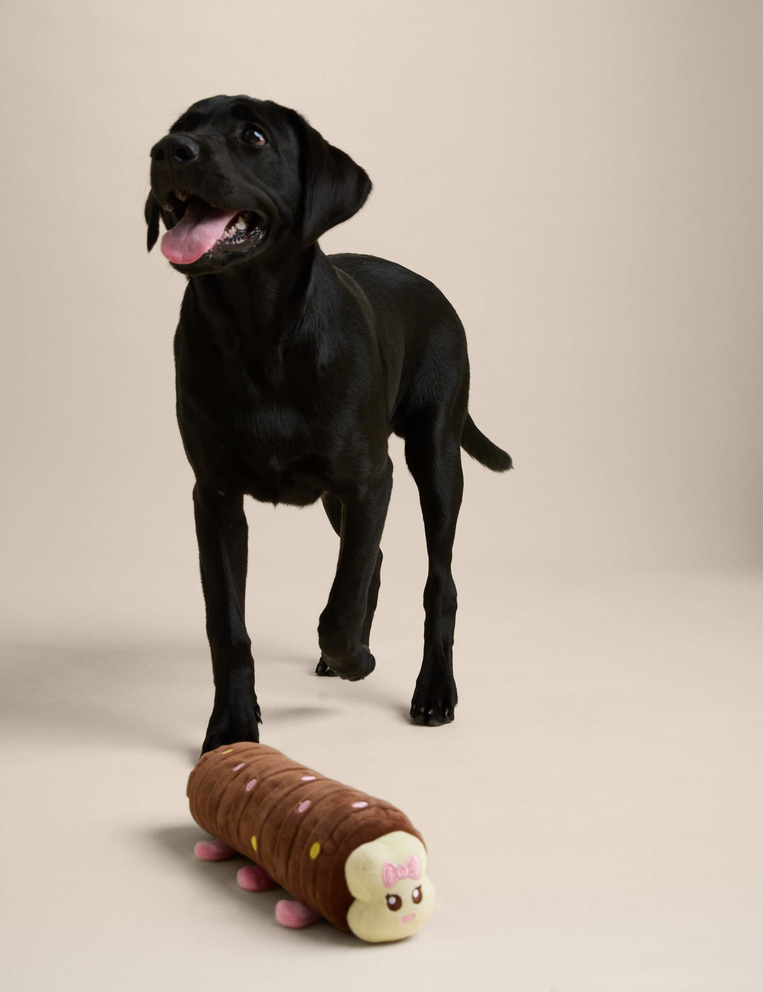 Connie the Caterpillar™ Dog Toy 4 of 5