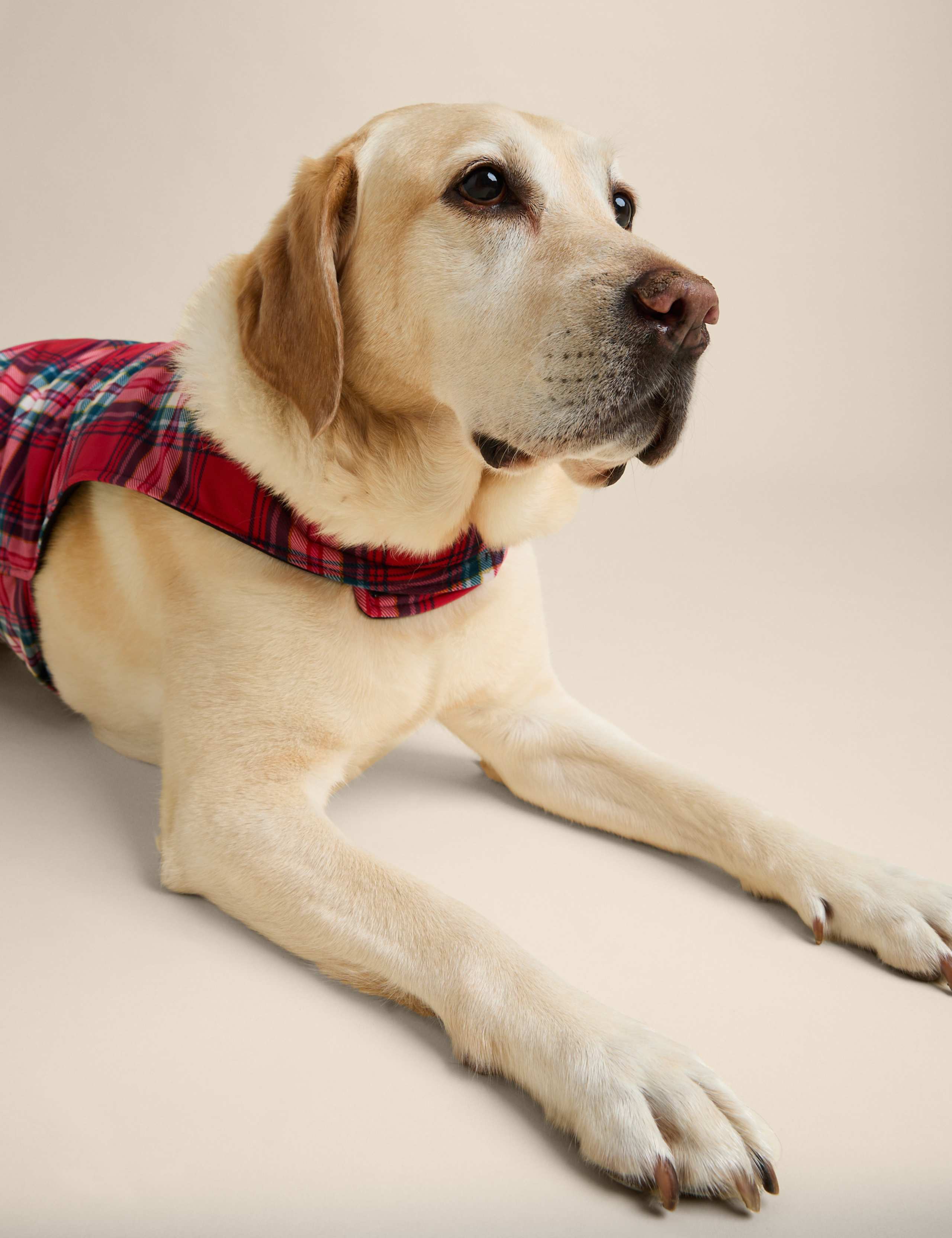 Check Dog Jumper 5 of 6
