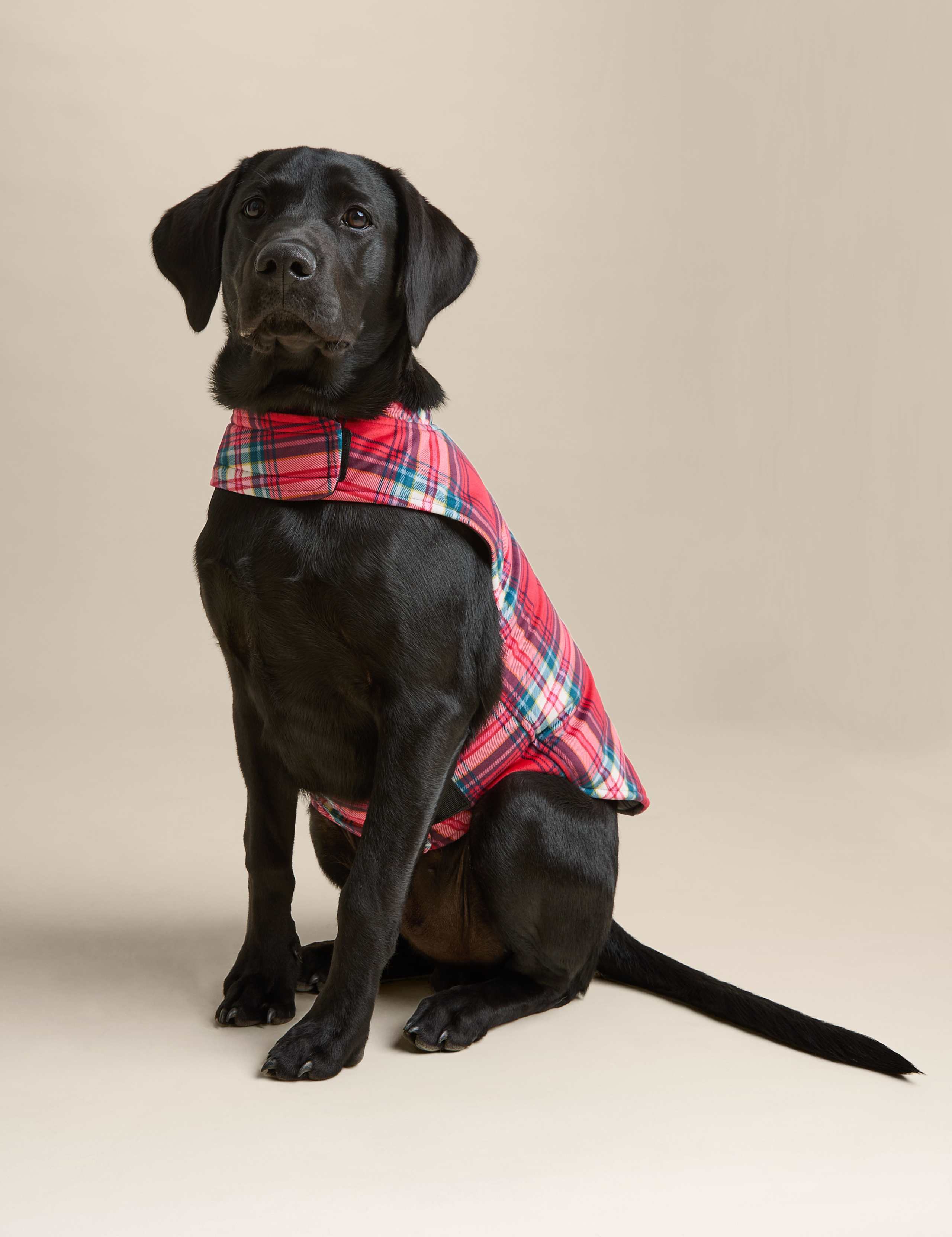 Check Dog Jumper 6 of 6