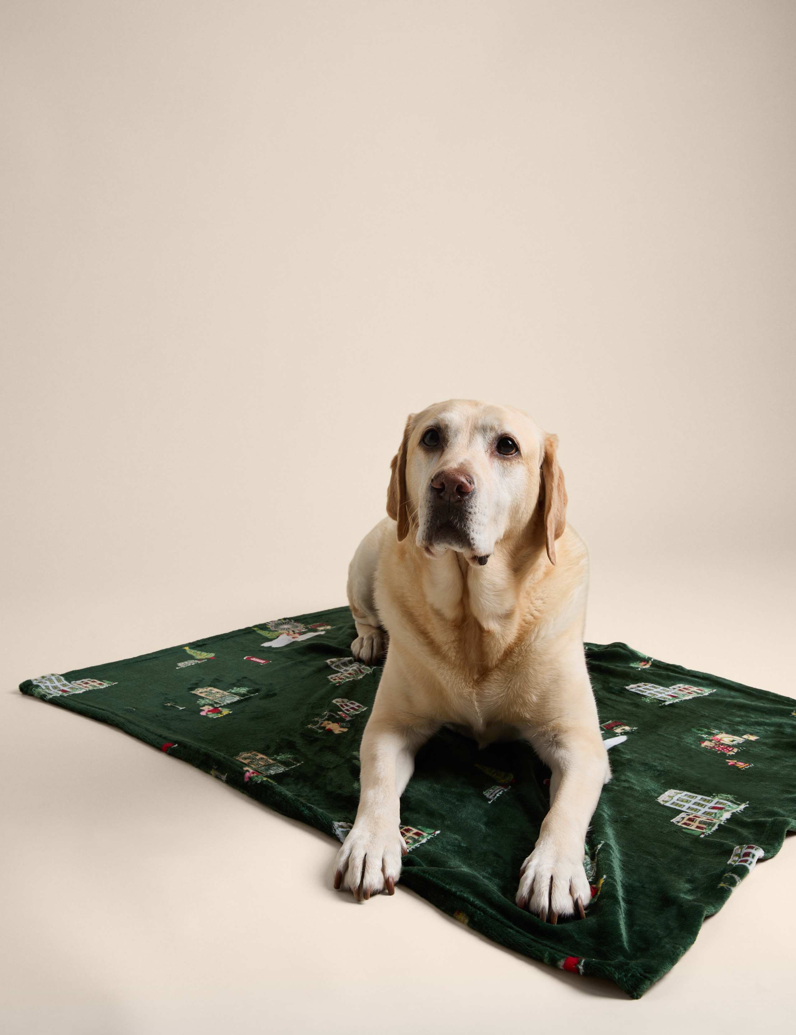 Spencer Bear™ Pet Blanket 3 of 6