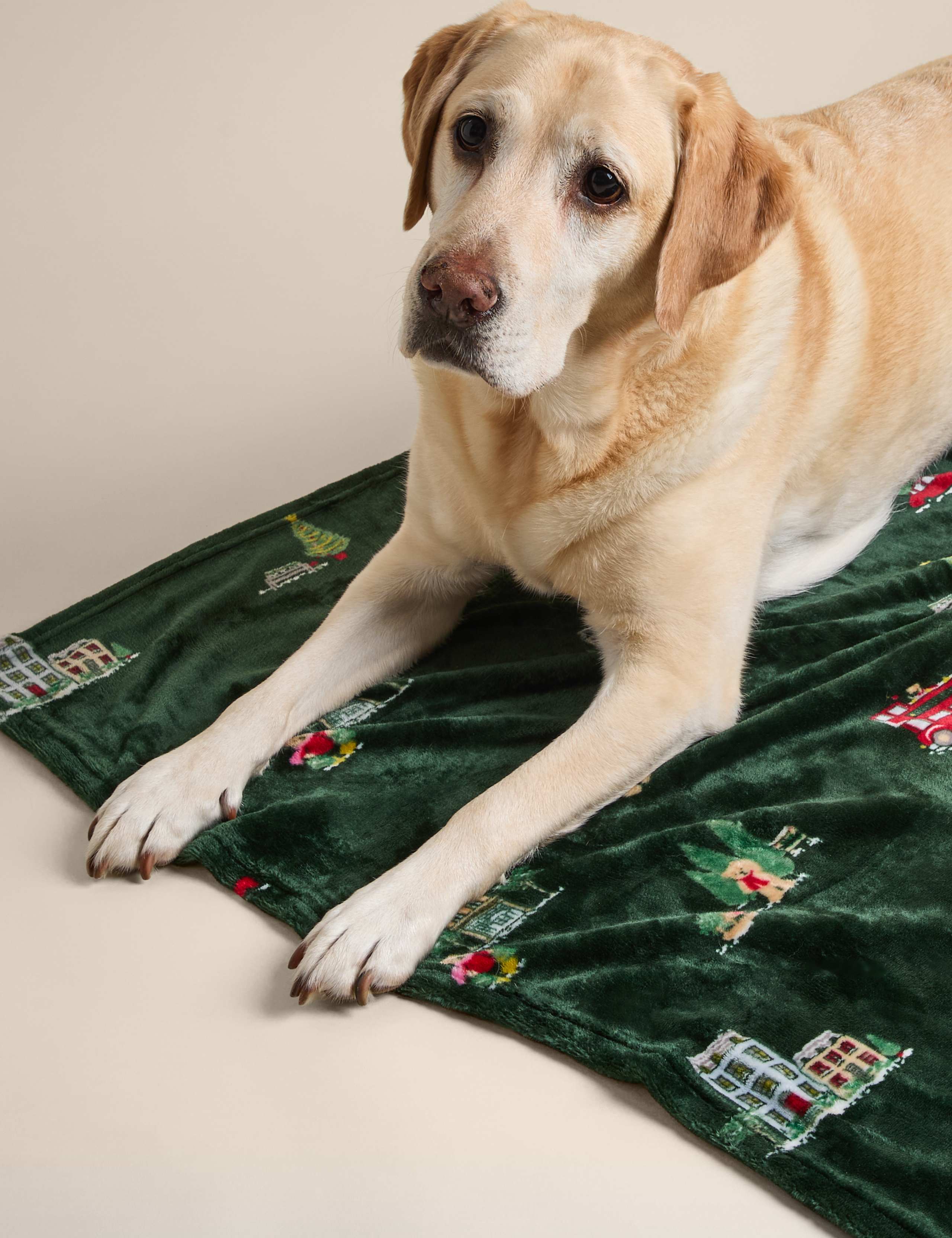 Spencer Bear™ Pet Blanket 4 of 6