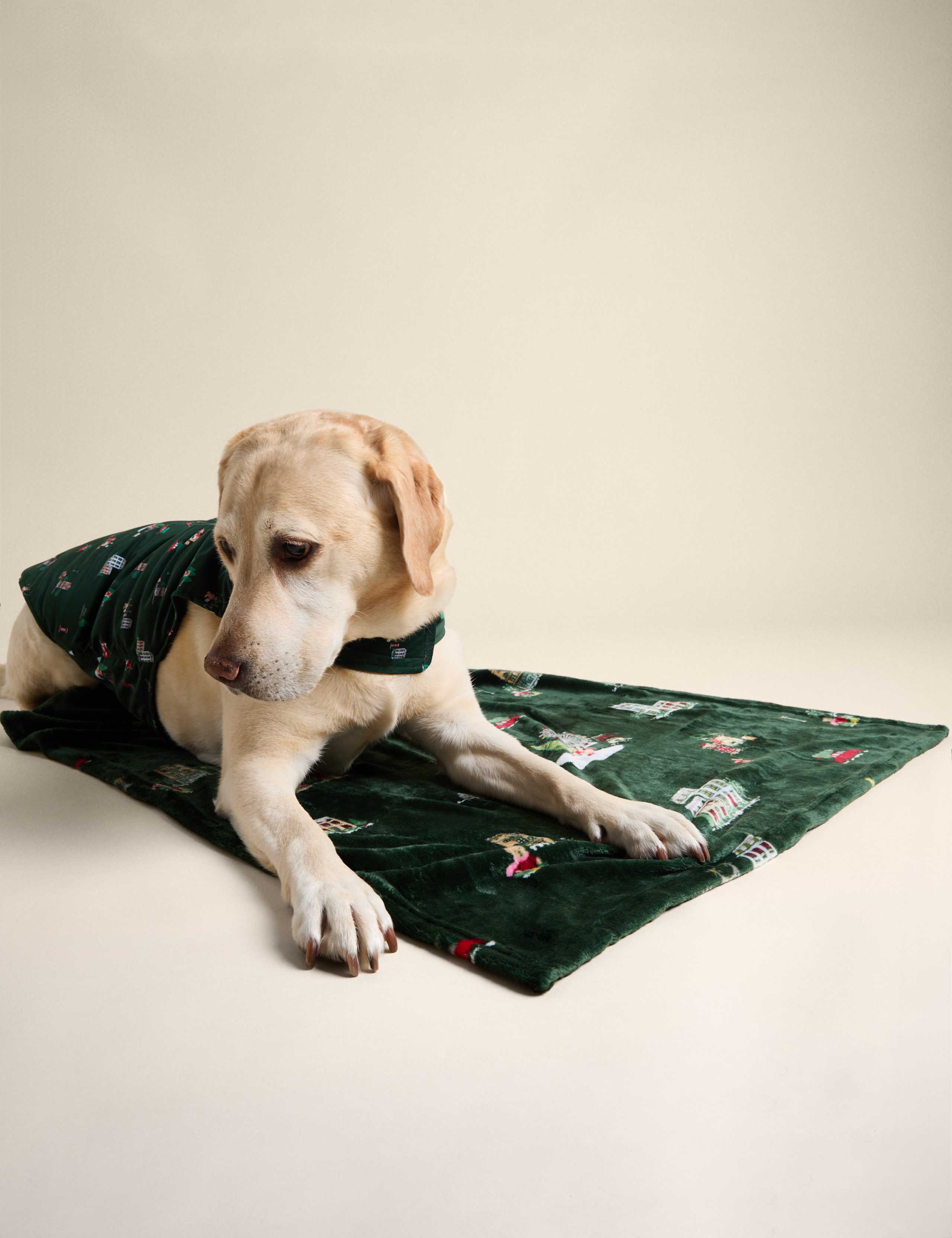 Spencer Bear™ Pet Blanket 6 of 6