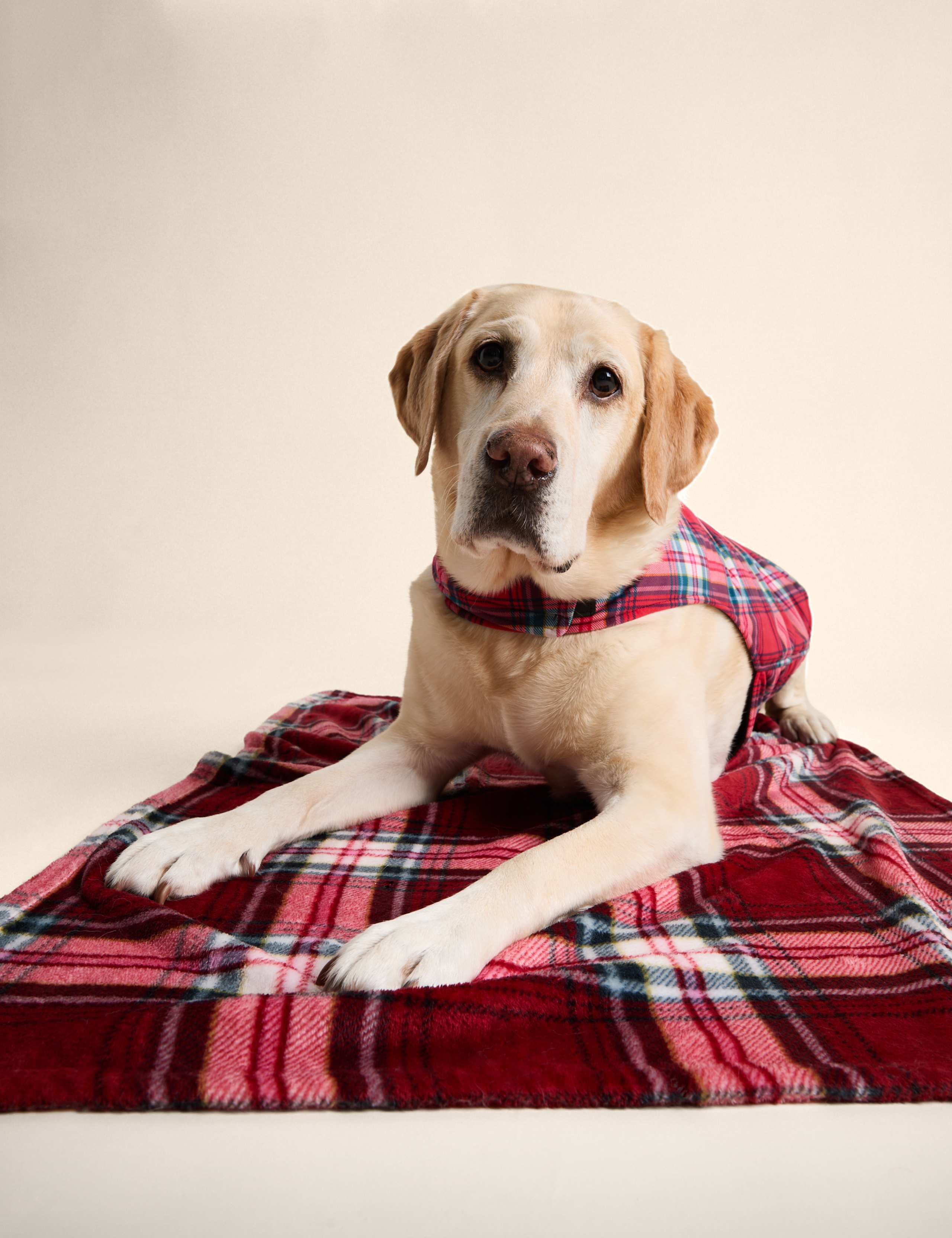 Check Blanket for Pets 4 of 4