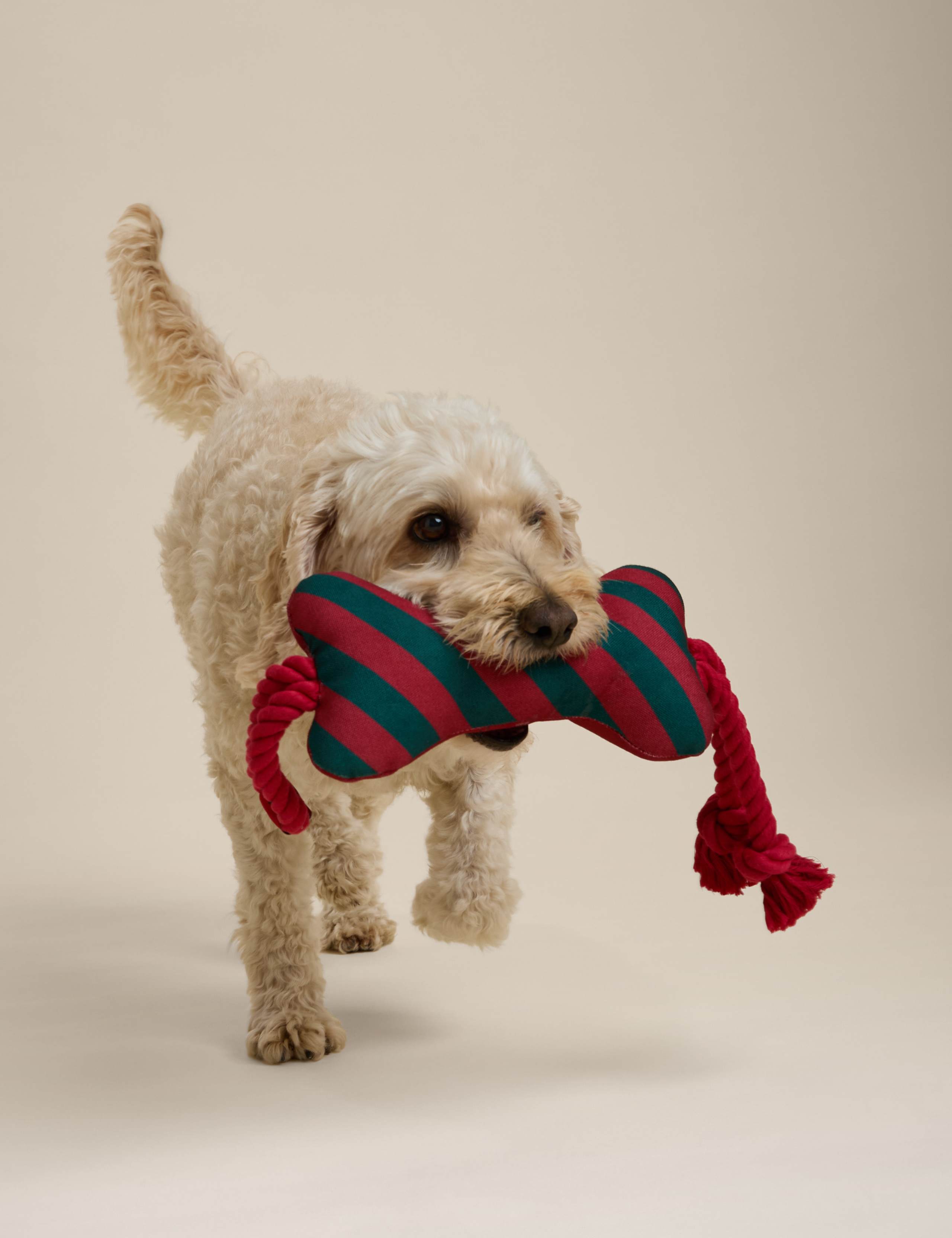 Striped Bone Dog Toy 3 of 4