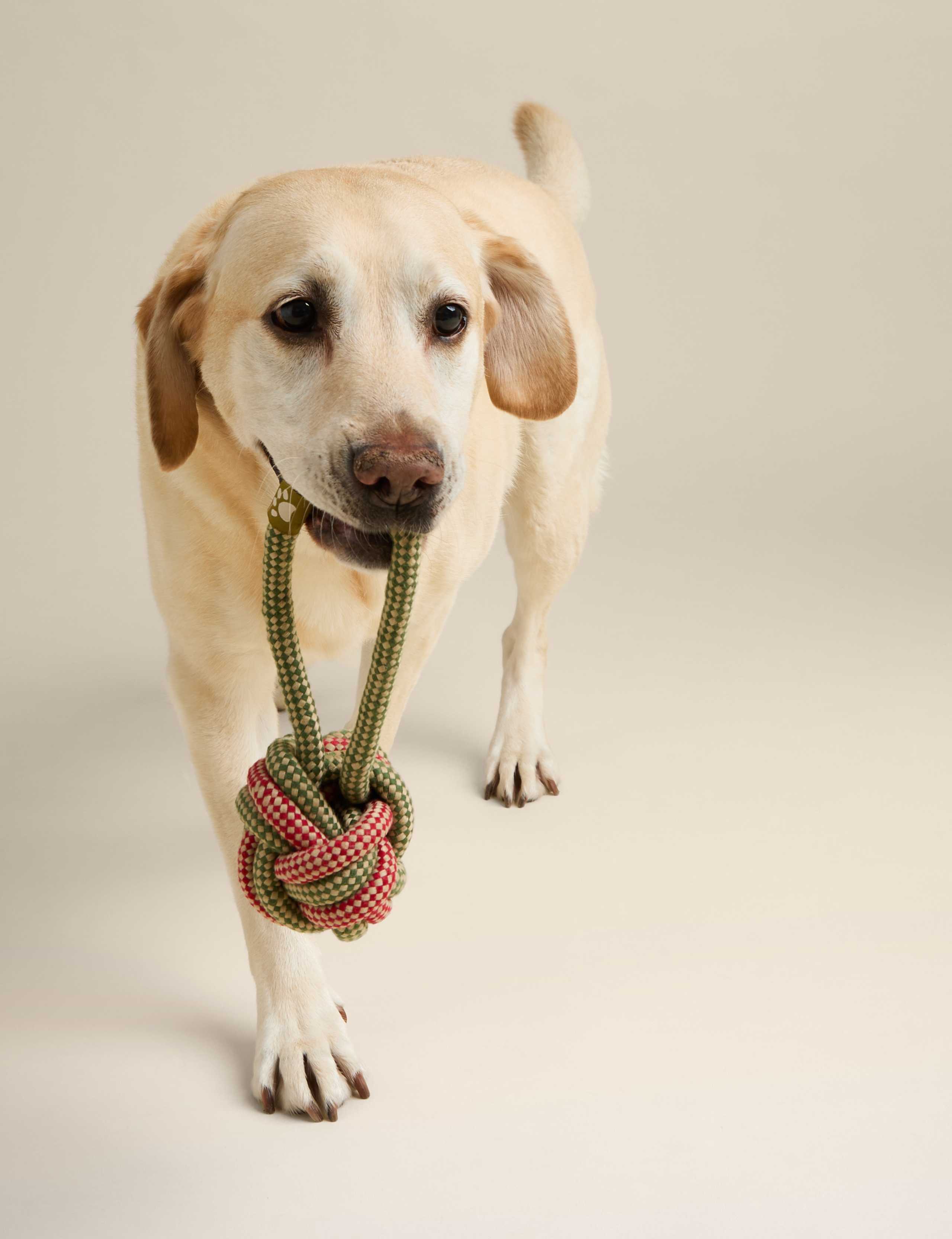 Rope Ball Pet Toy 3 of 4