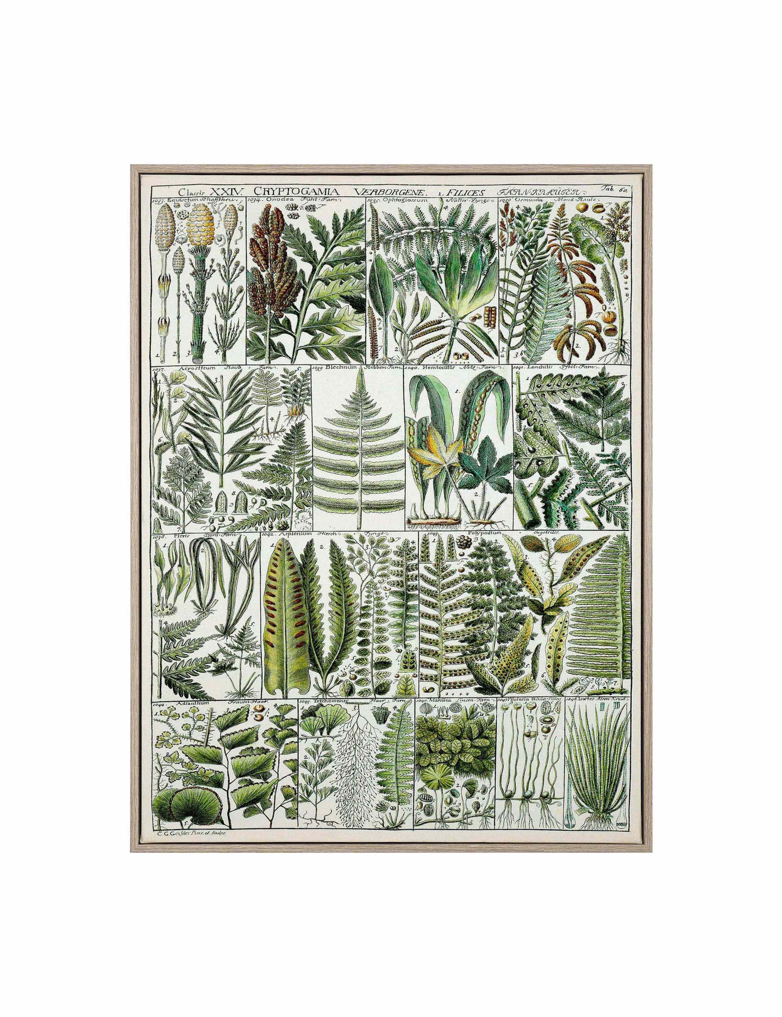 The Botanist Botanical Framed Art 2 of 2