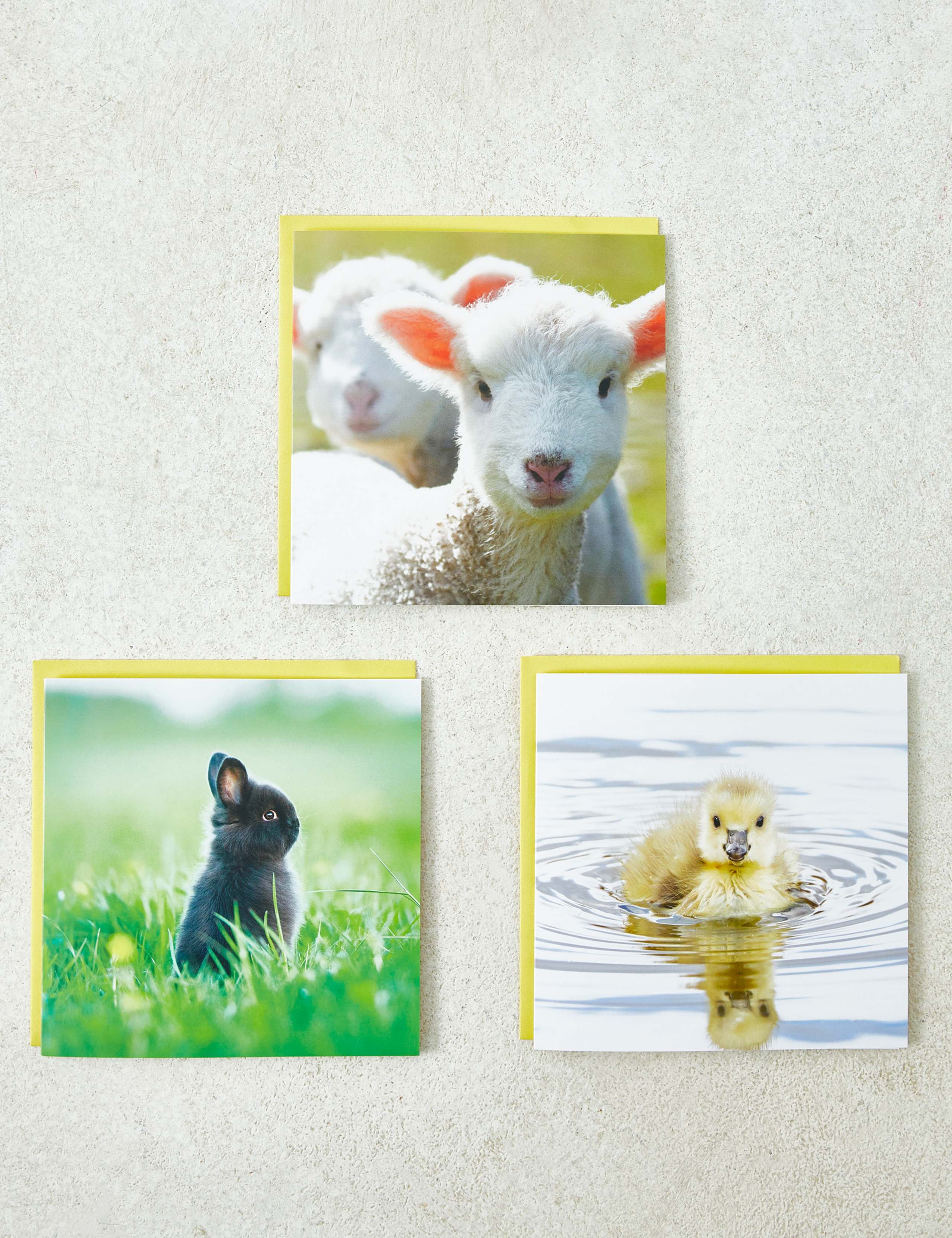 3 Pack Easter Cards - Animal Designs 1 of 5