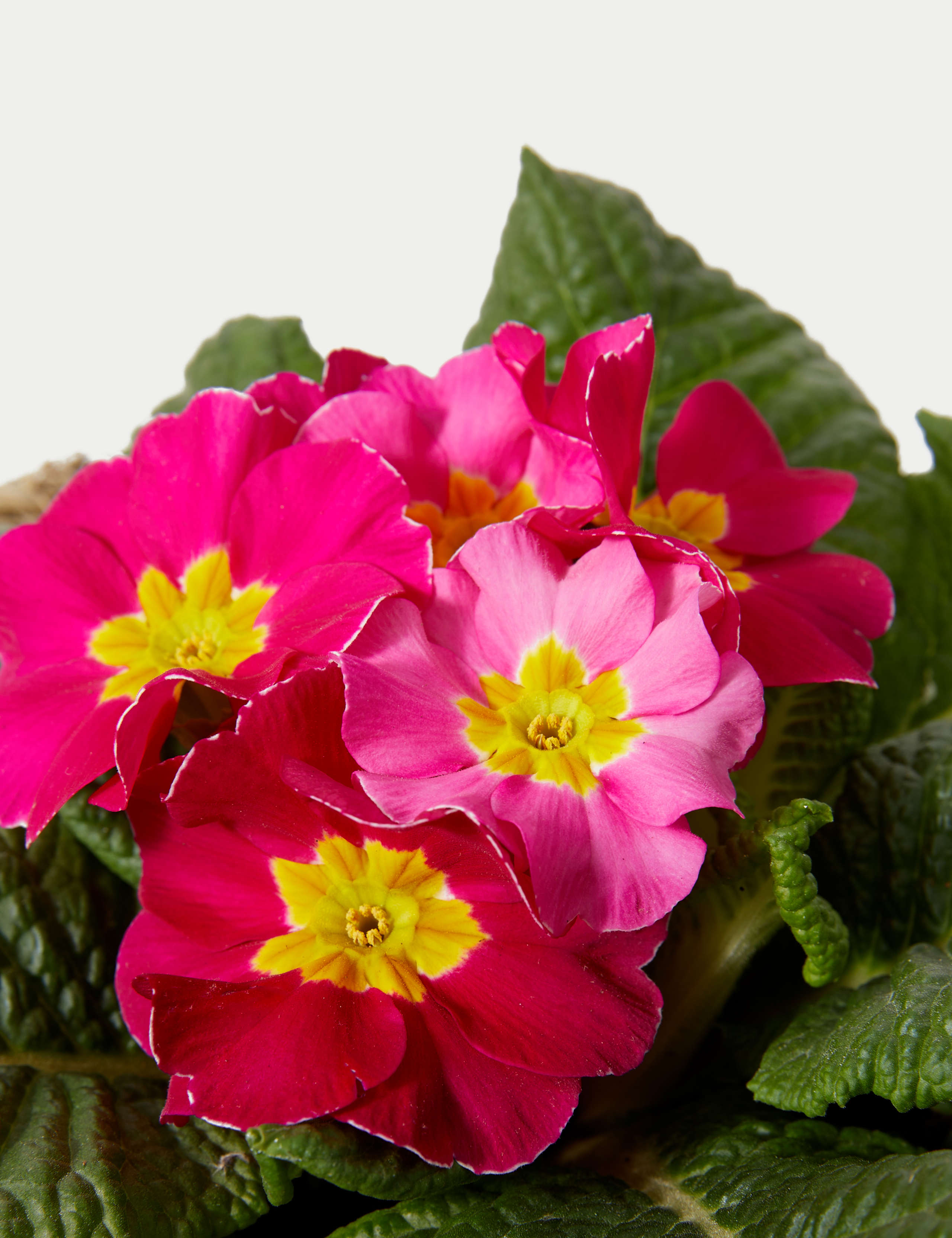 Mum & Me Goose 3 of 3