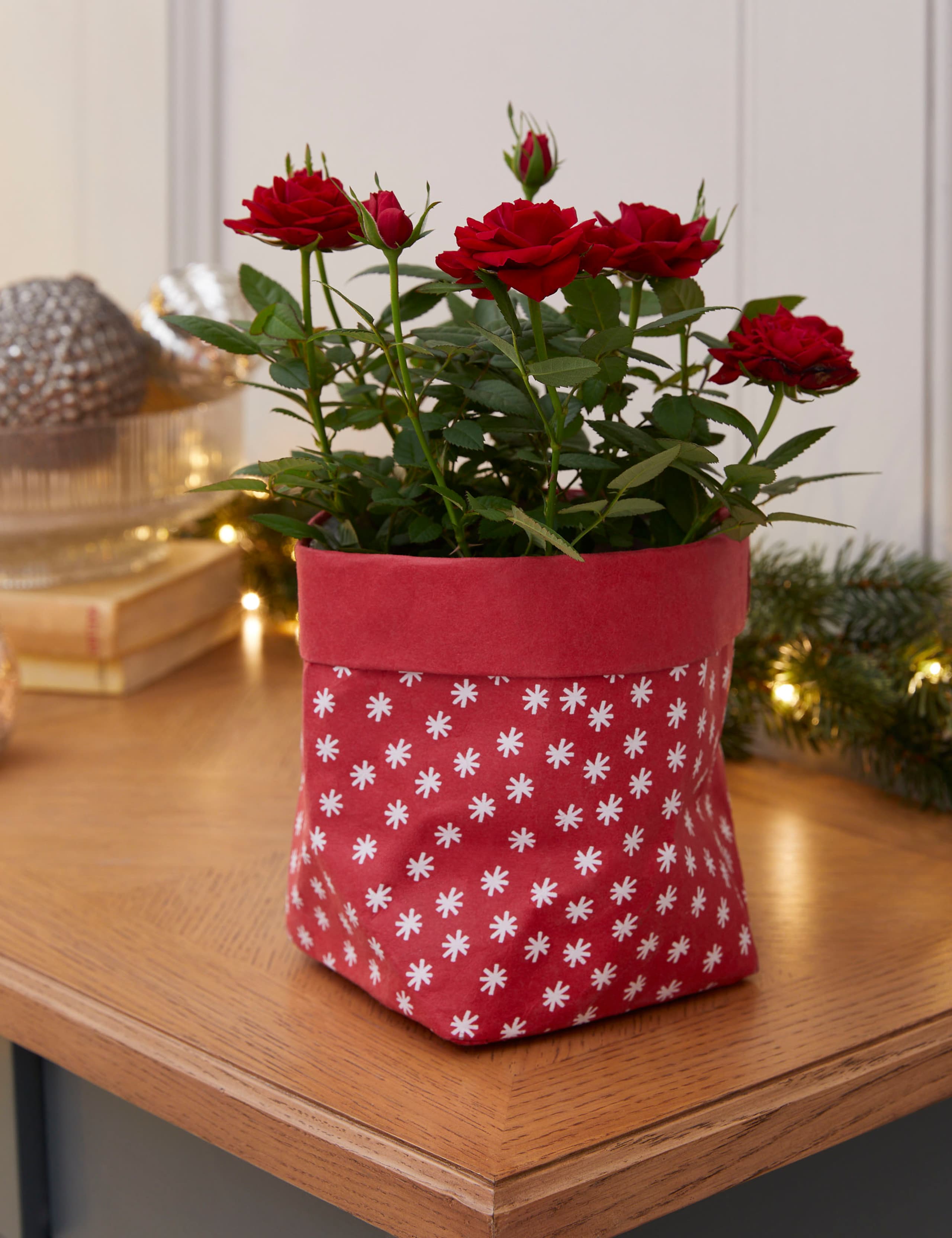 Festive Afternoon Tea with Rose Plant 2 of 3