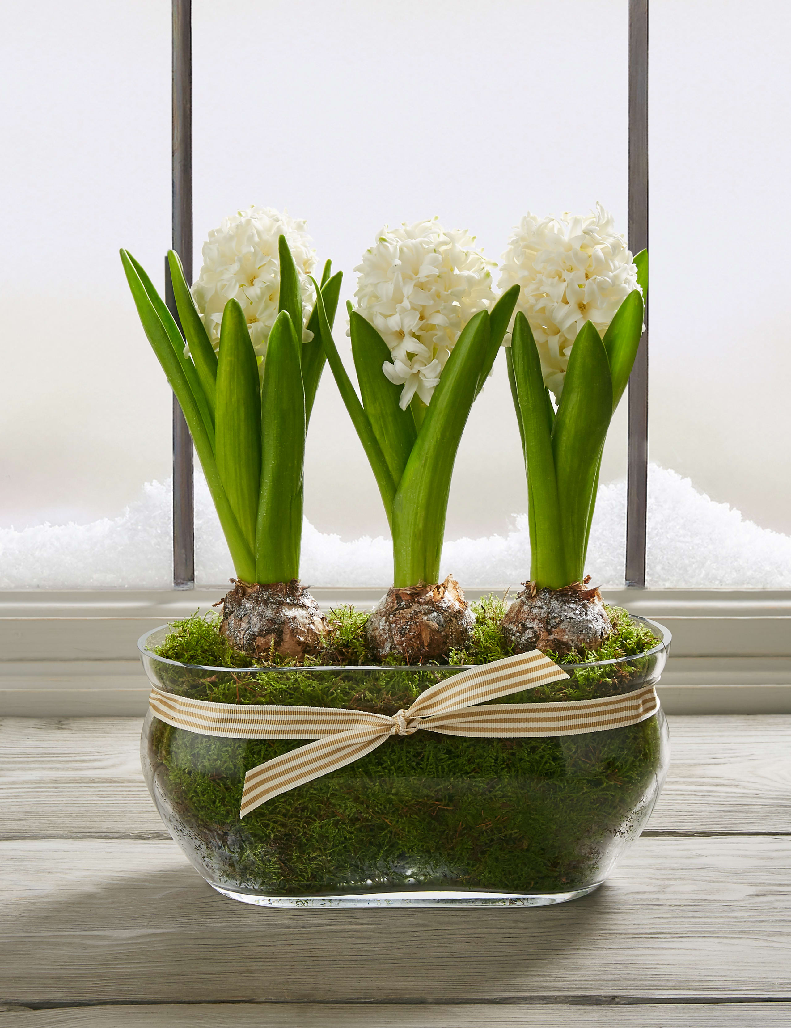 Christmas Hyacinth Trough 2 of 8