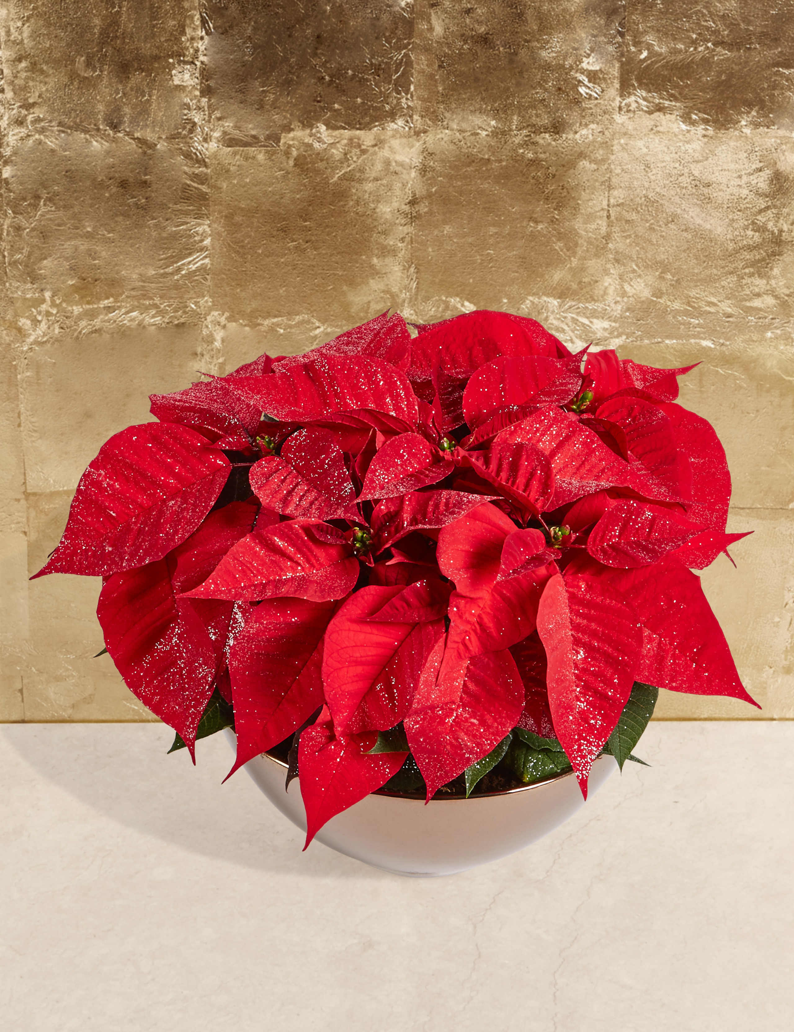 Christmas Sparkling Poinsettia Bowl 1 of 5